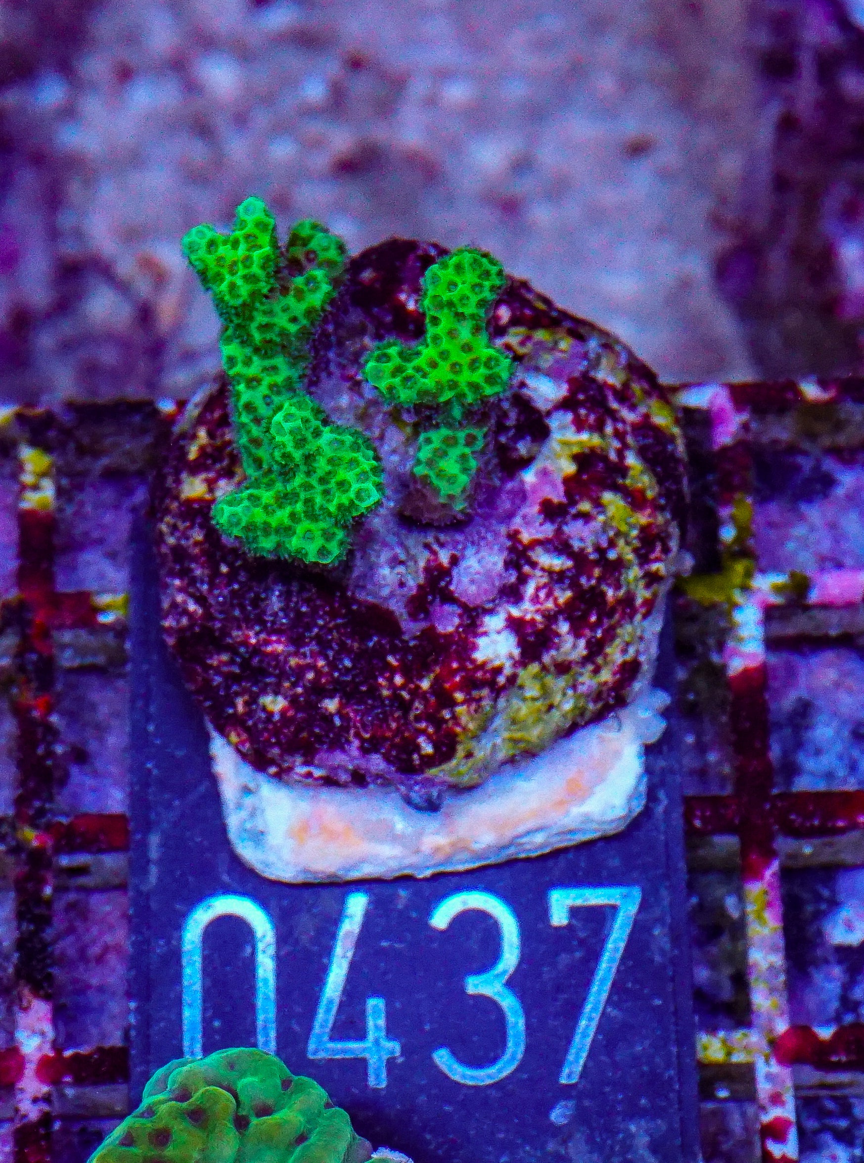 Pocillopora damicornis "green"