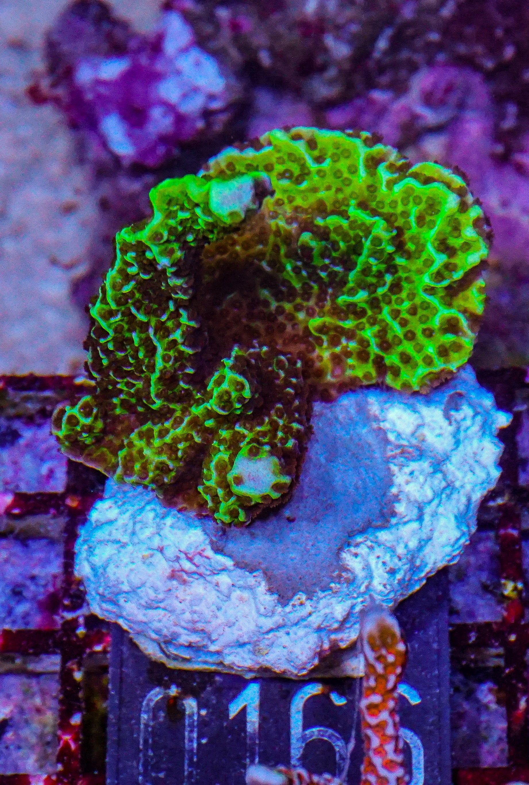 Montipora confusa