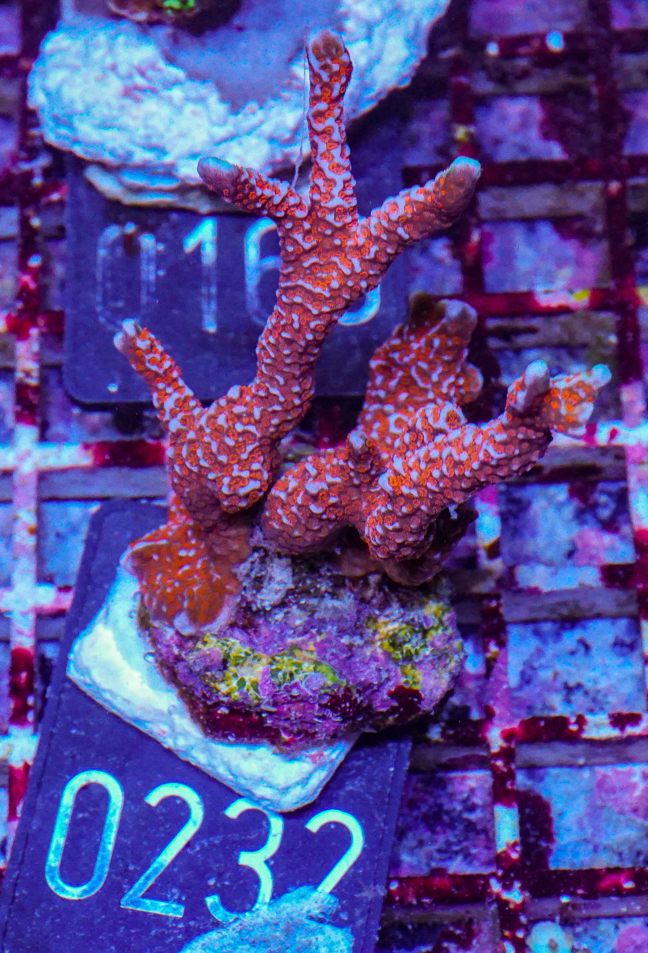 Montipora samarensis