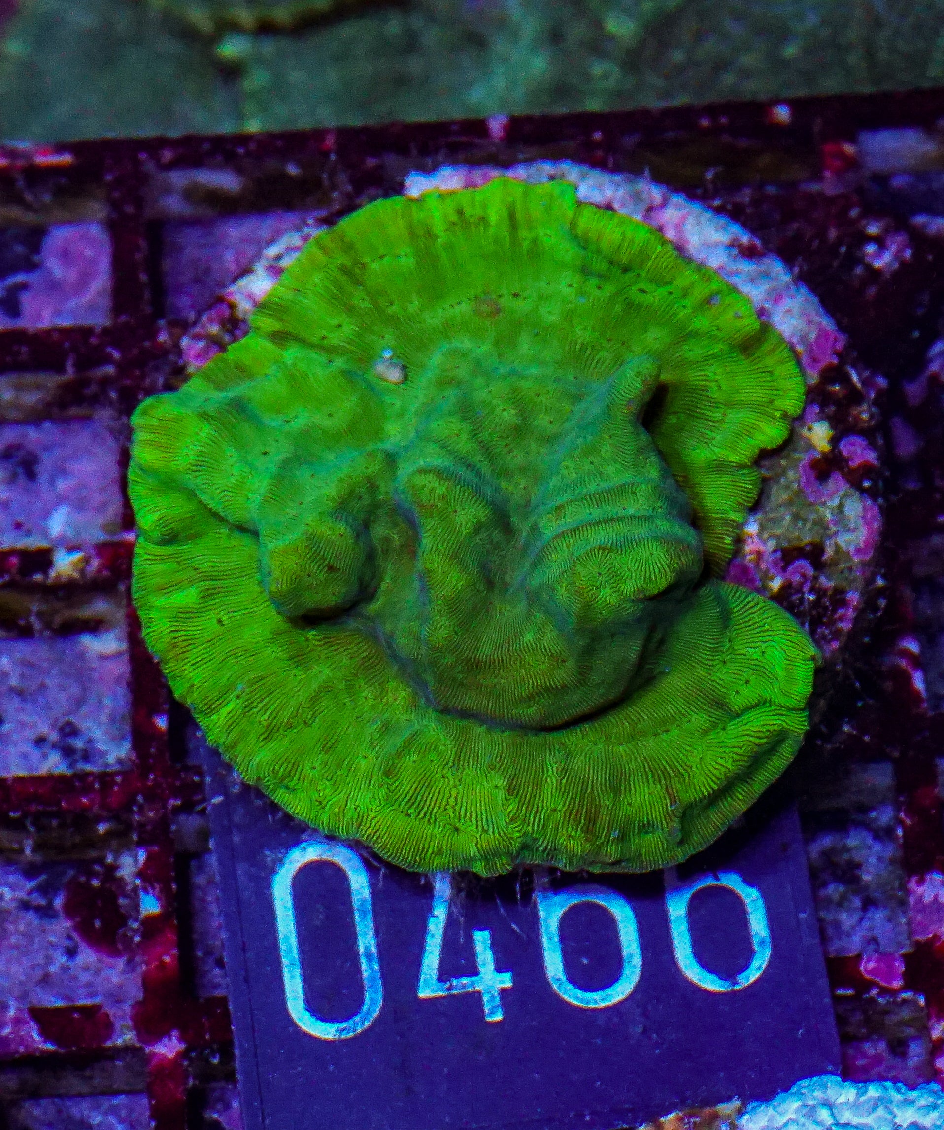 Leptoseris explanata