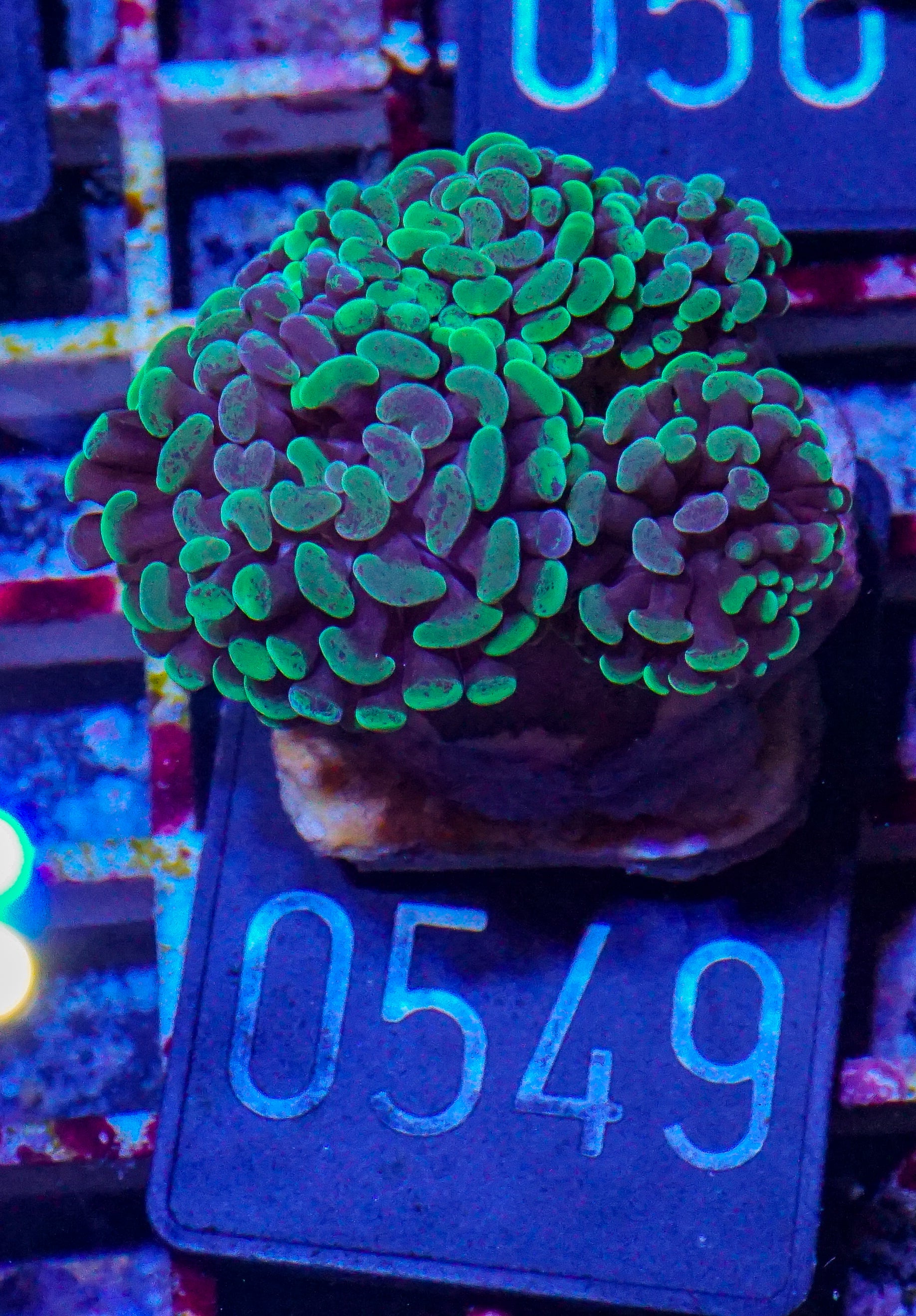 Euphyllia/Fimbriaphyllia paraancora