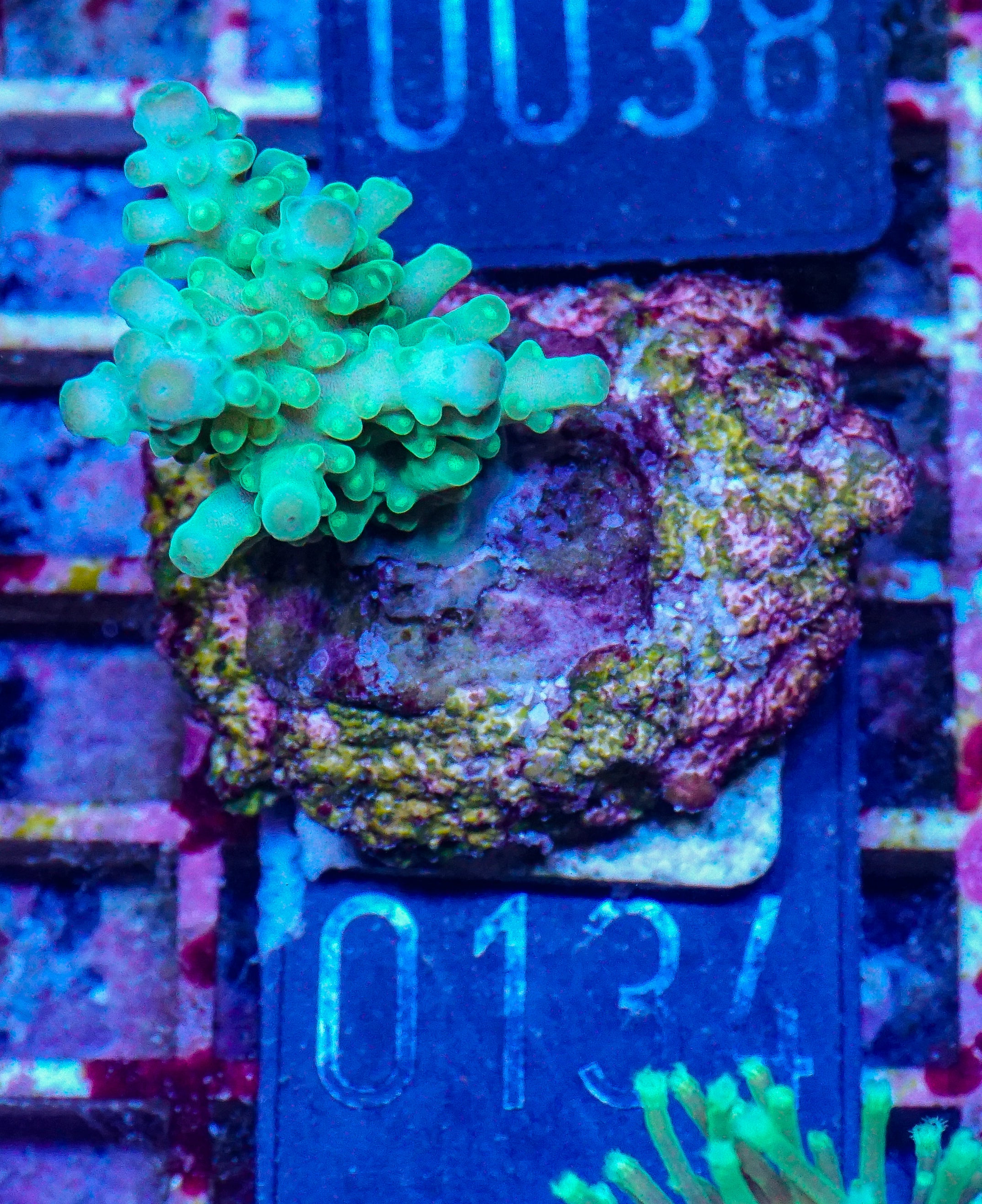 Acropora austera “golden age”