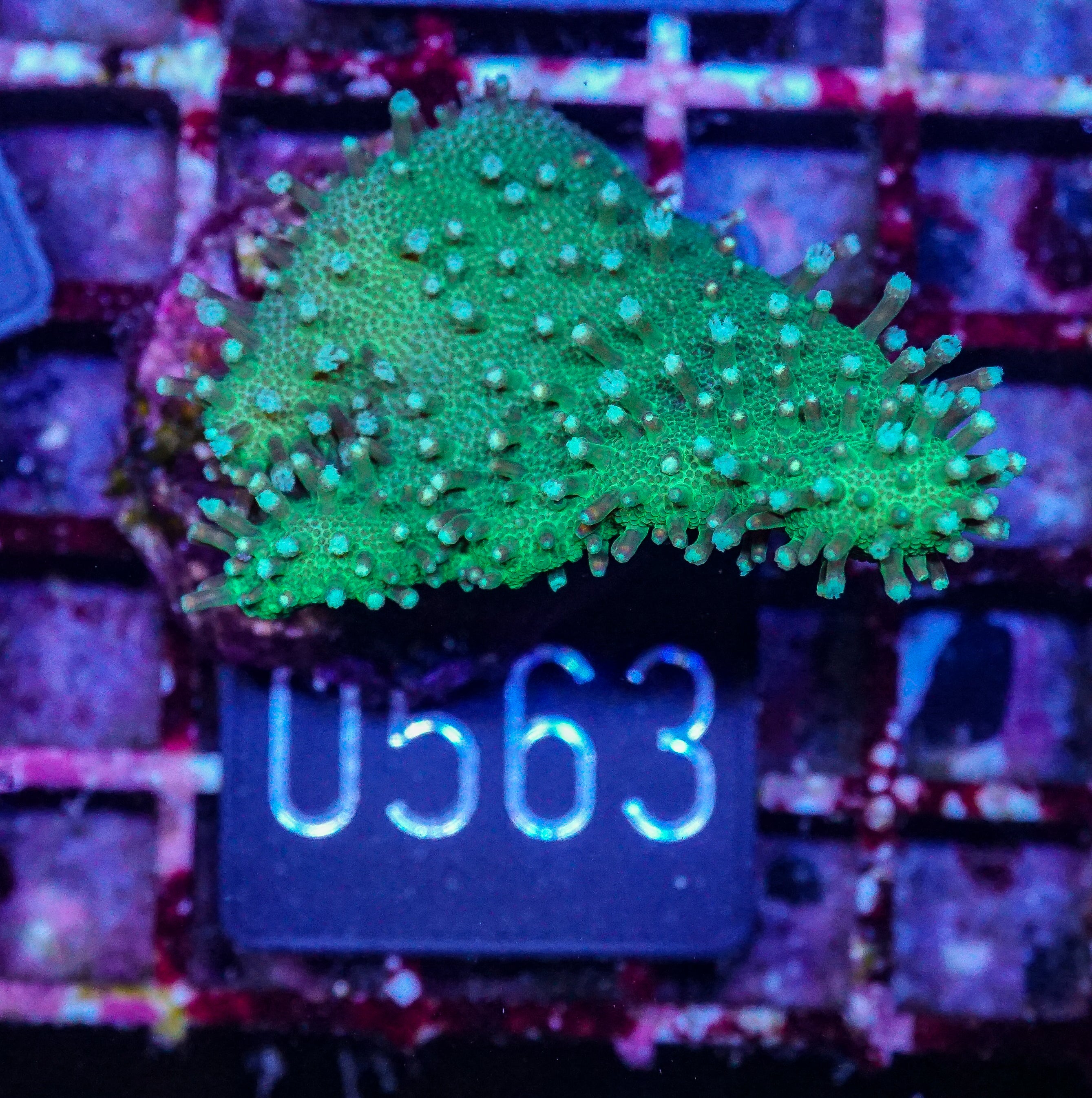 Lobophytum sp. "green"