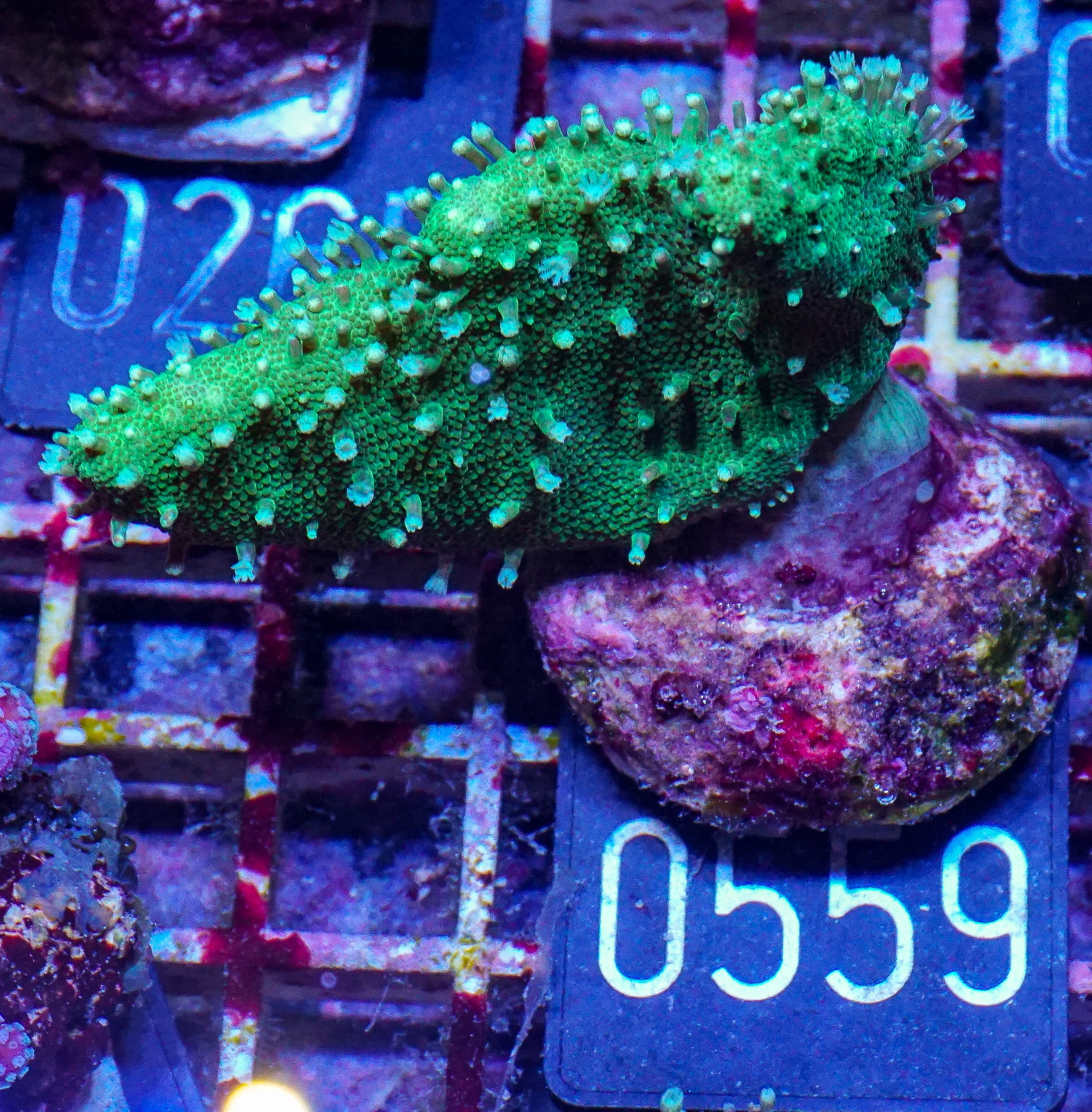 Lobophytum sp. "green"