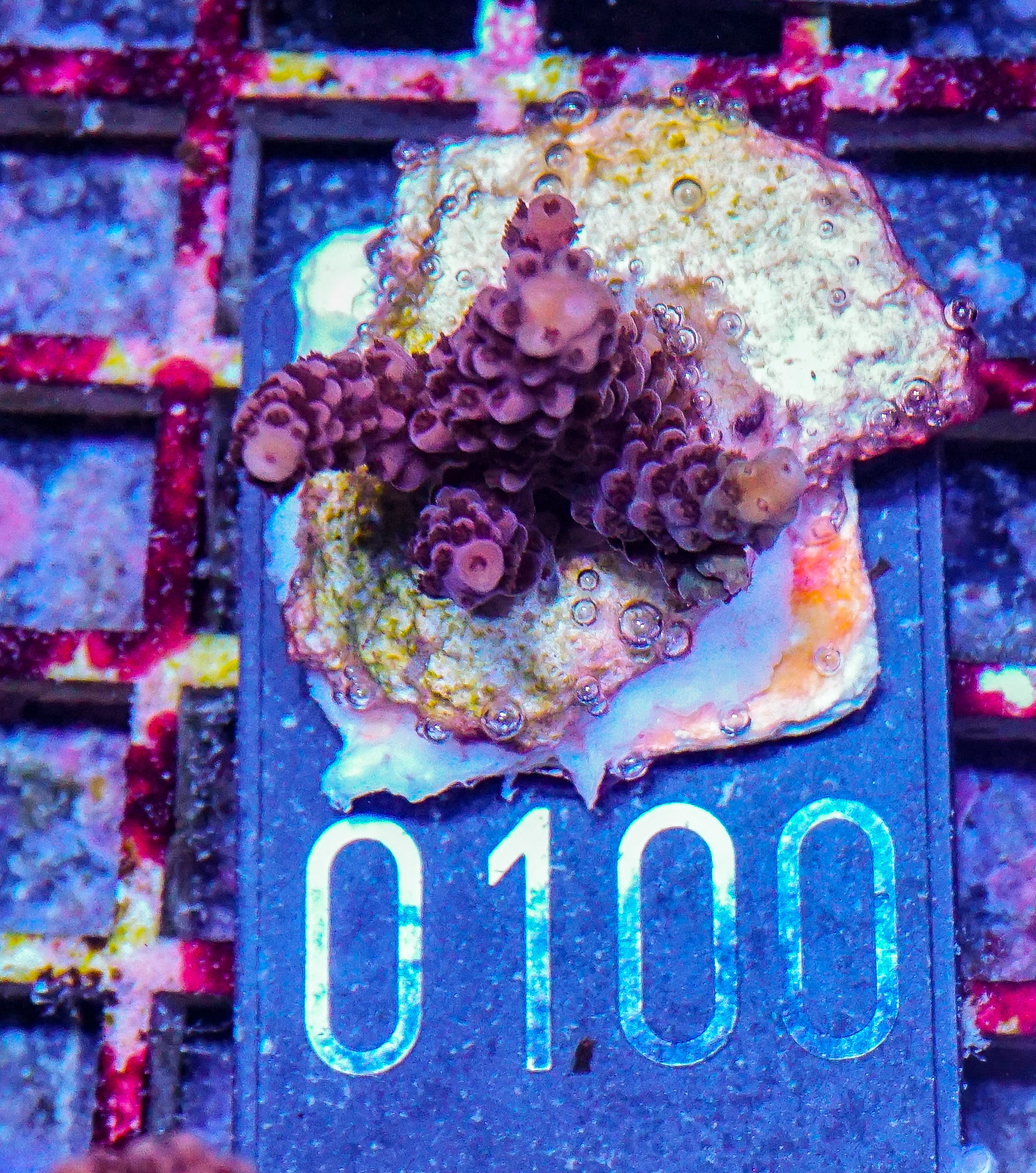 Acropora vermiculata “red jacket”