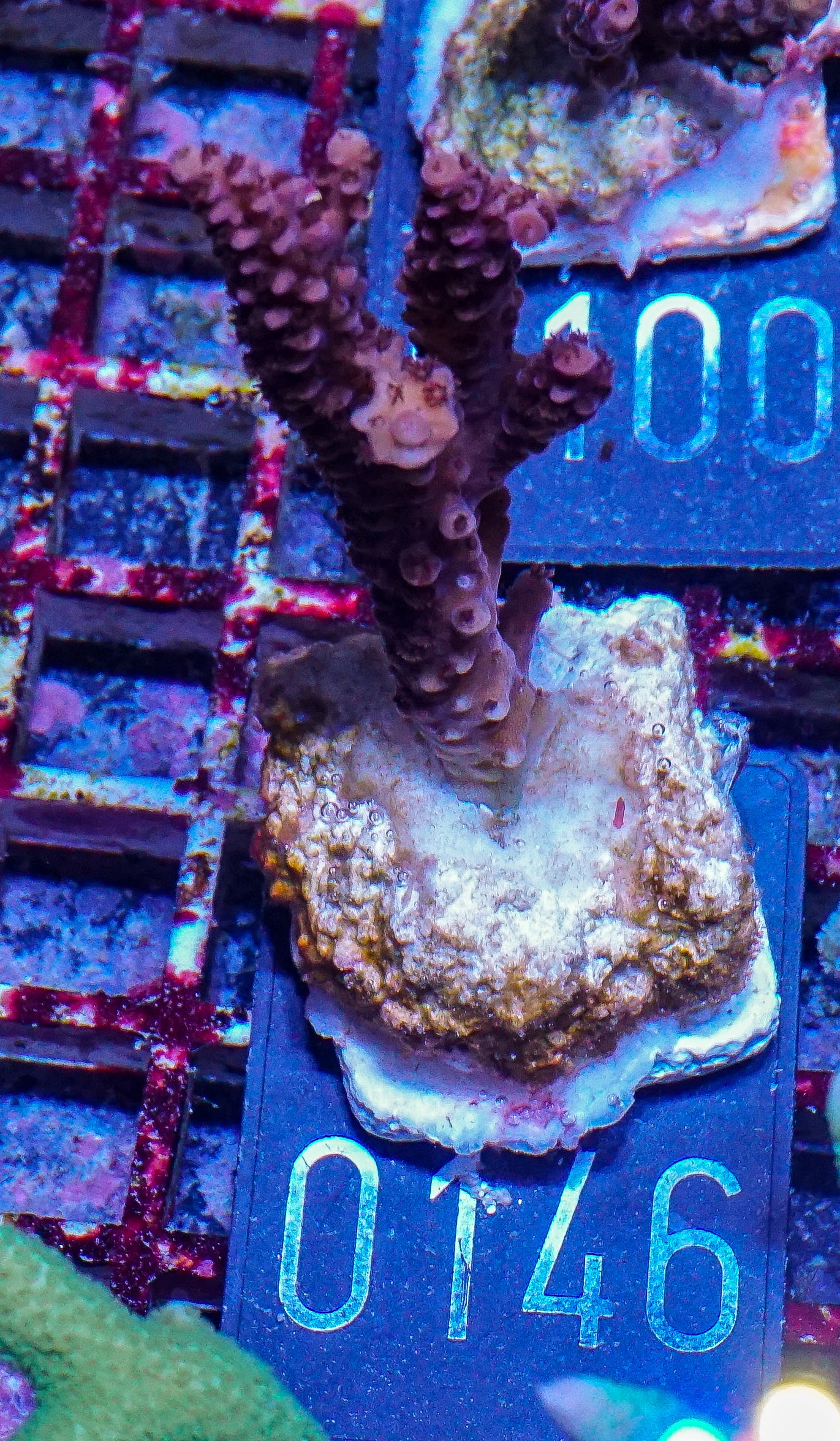 Acropora vermiculata “red jacket”