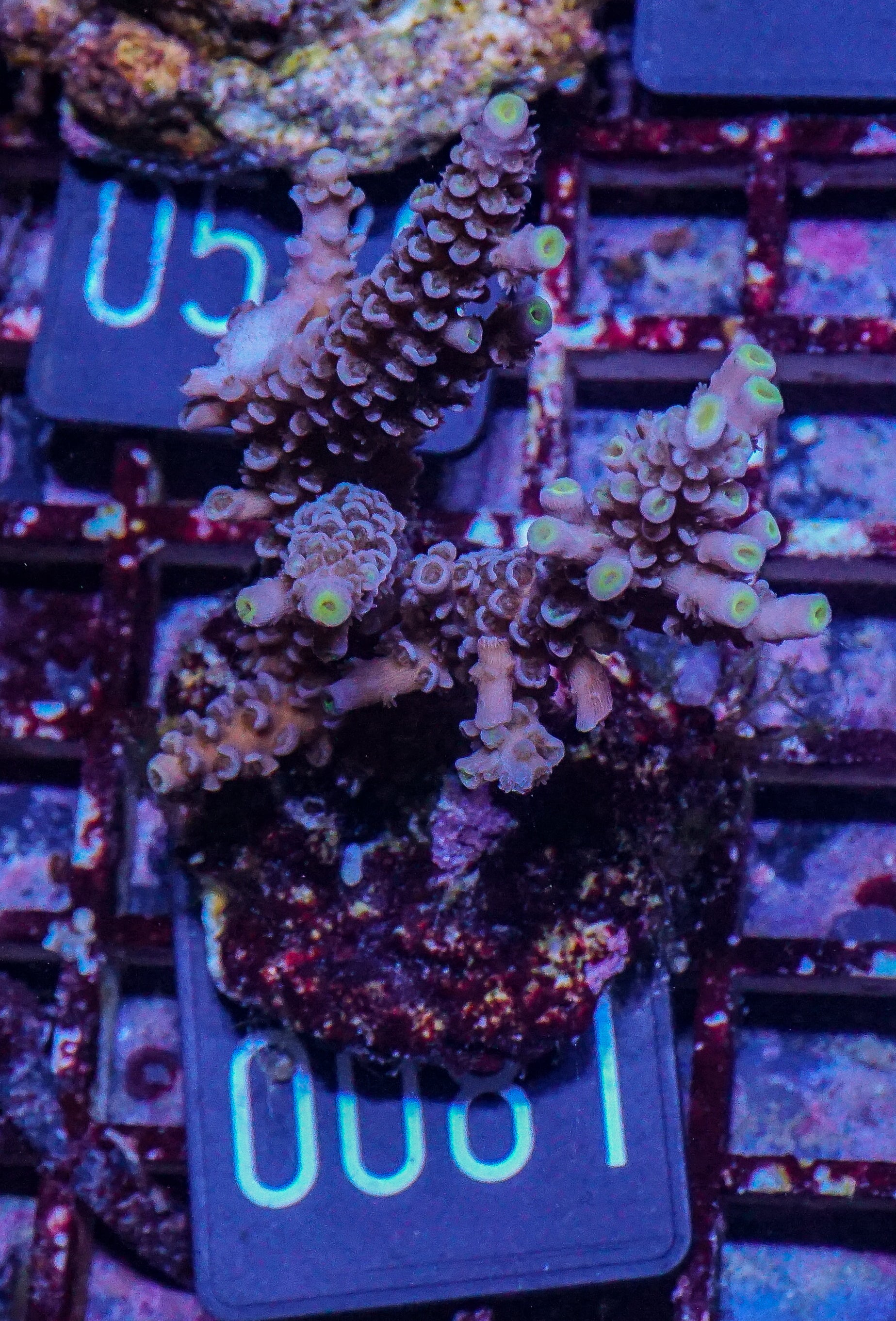 Acropora tenuis “Walt Disney art”