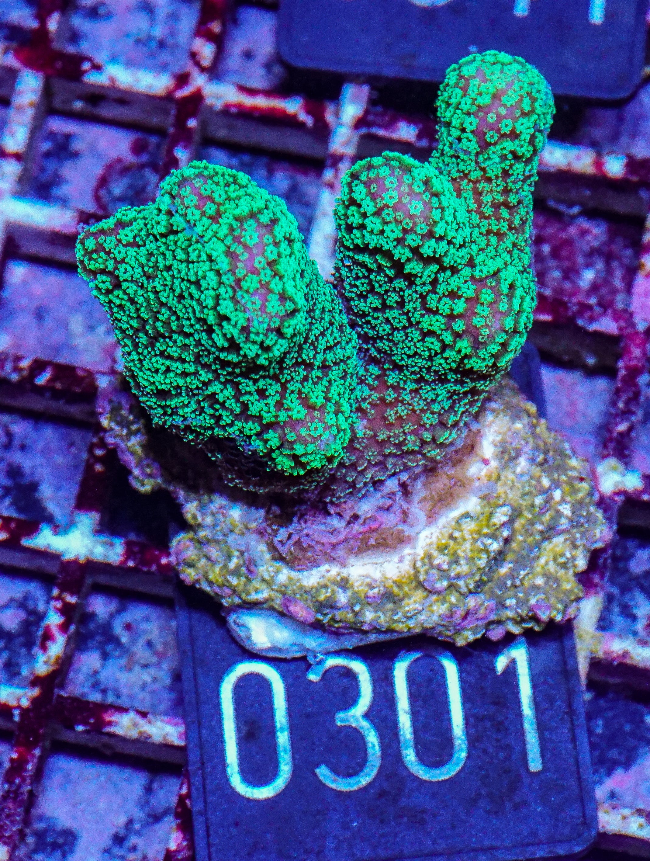 Stylophora pistillata "green"