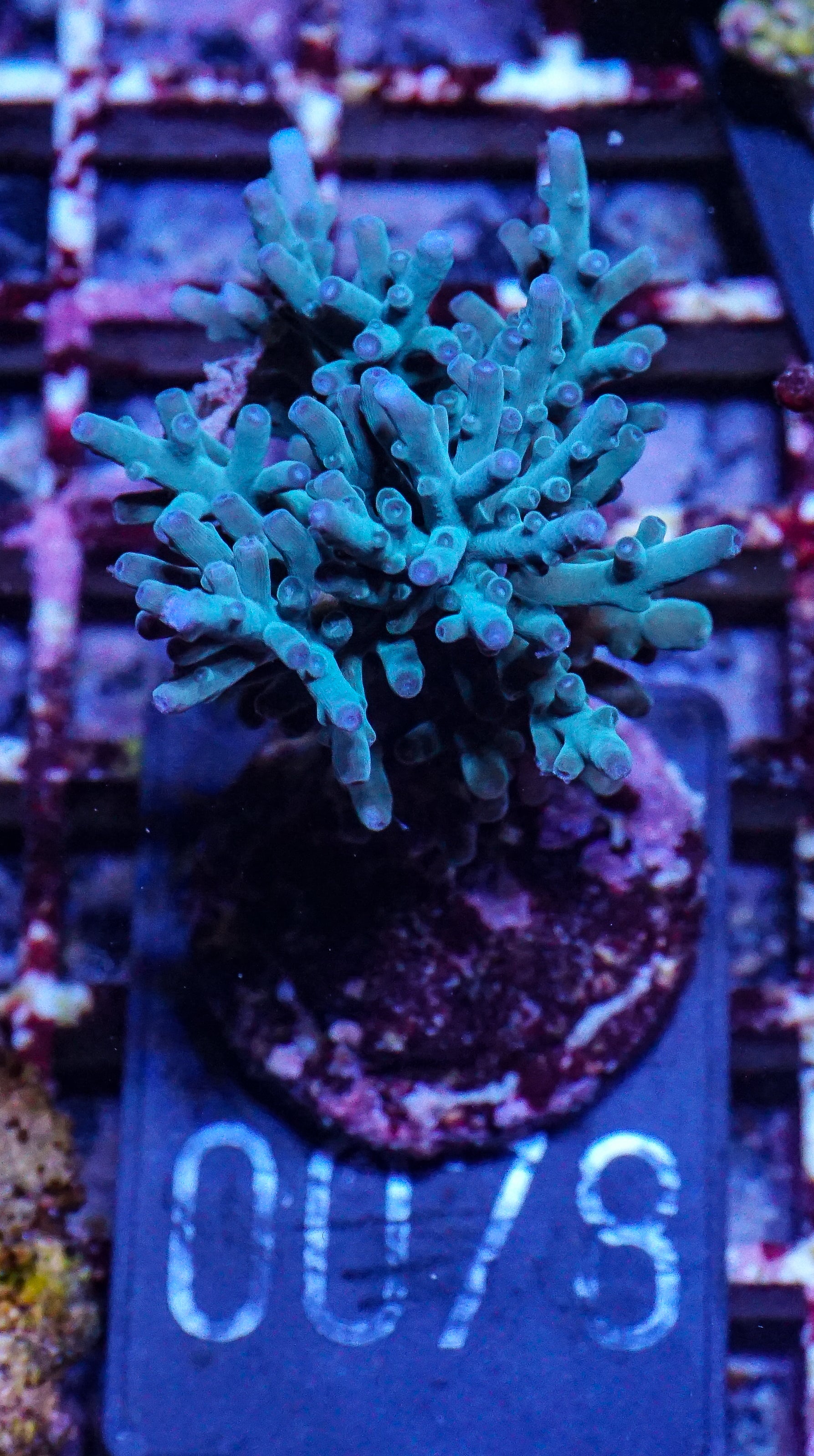 Acropora echinata