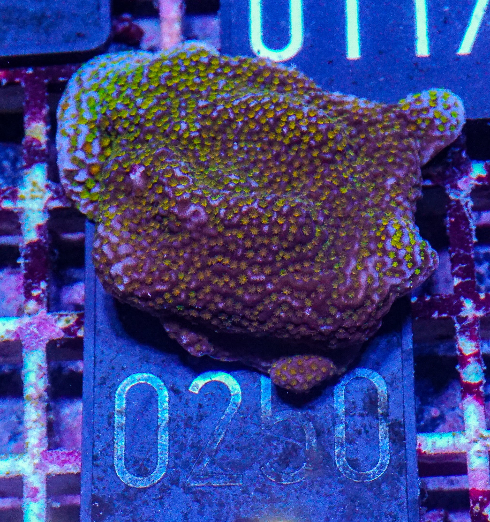 Montipora mollis "rainbow"