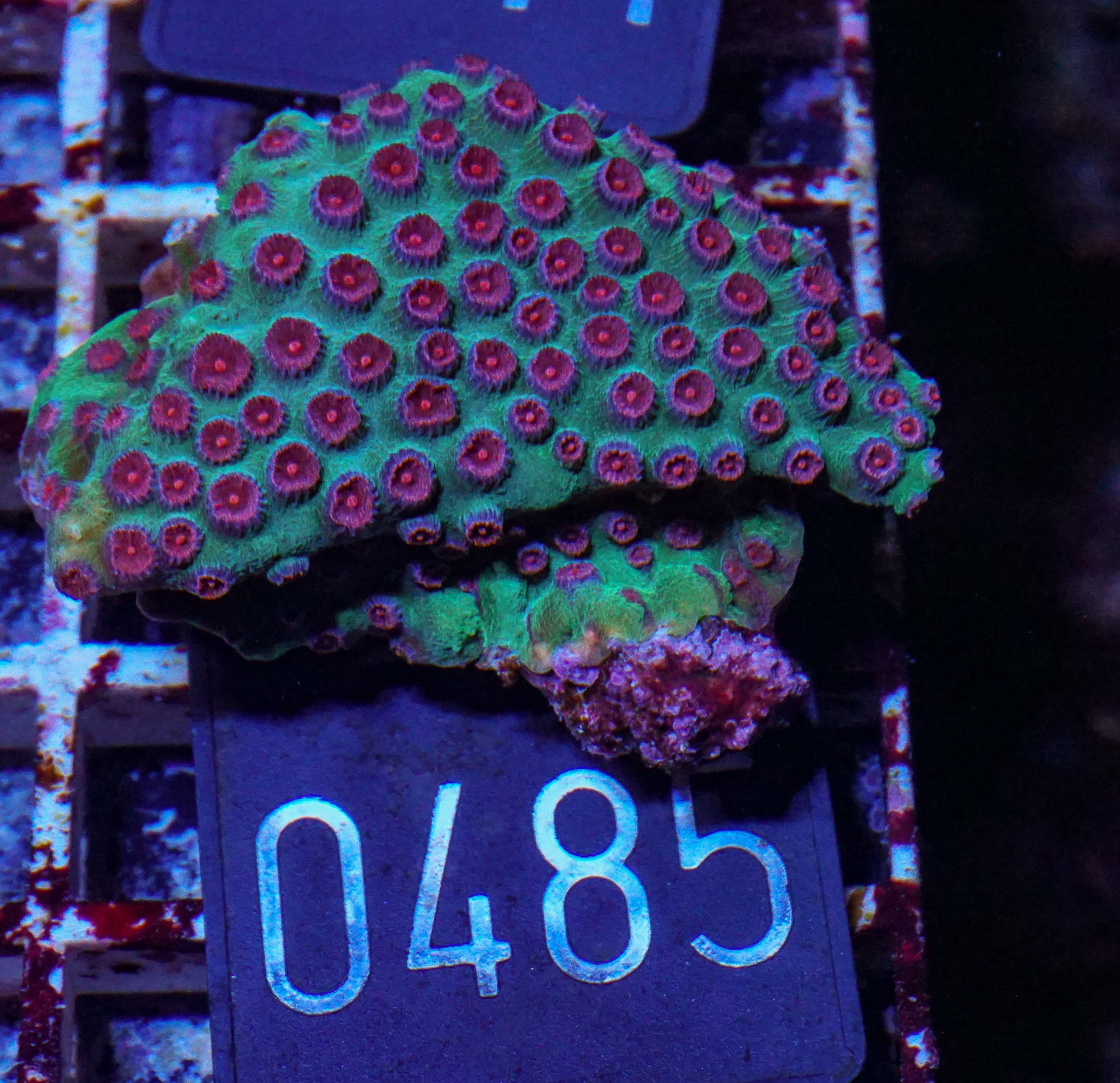 Cyphastrea microphthalma