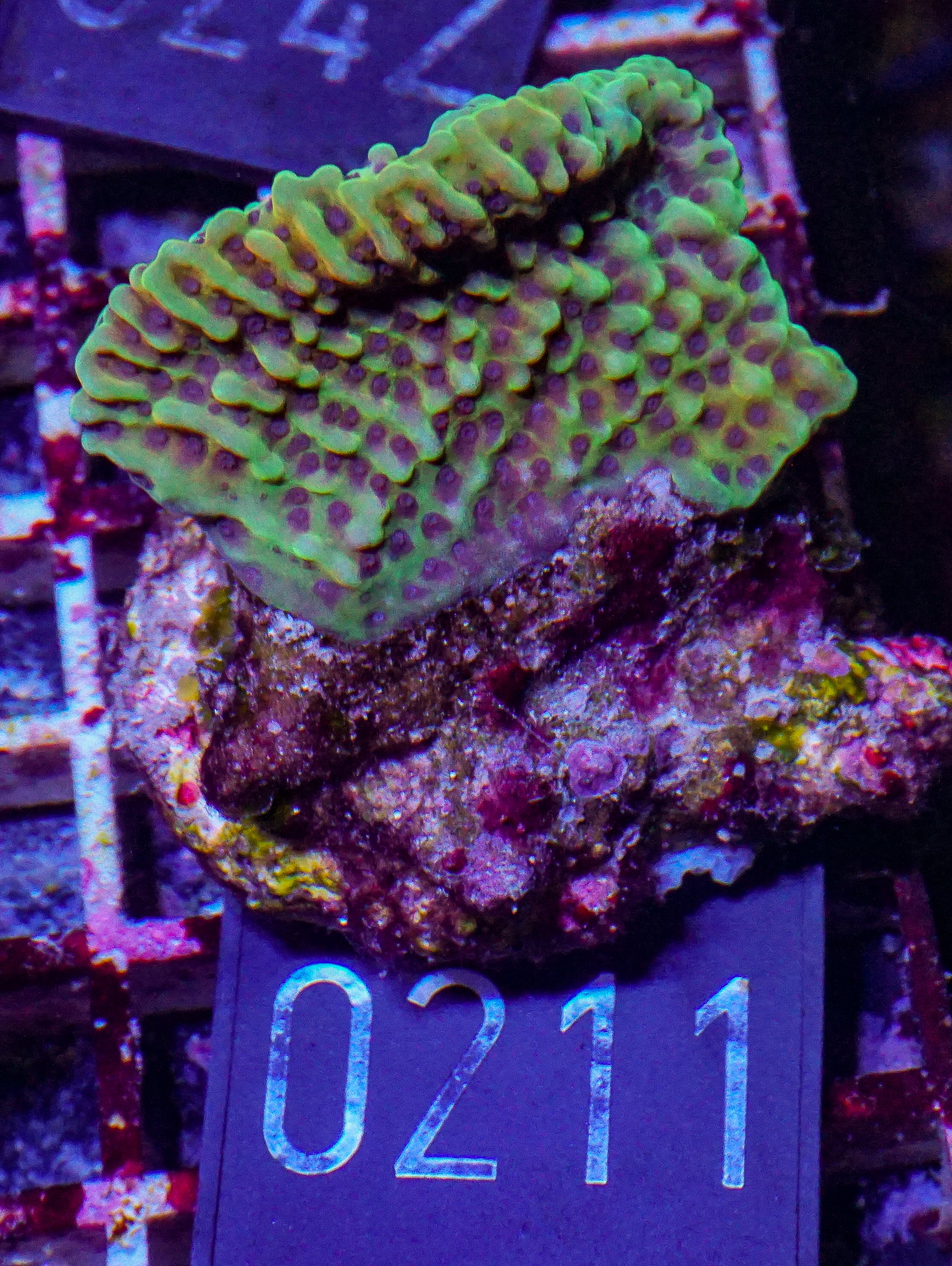Montipora danae "flaming Joe"