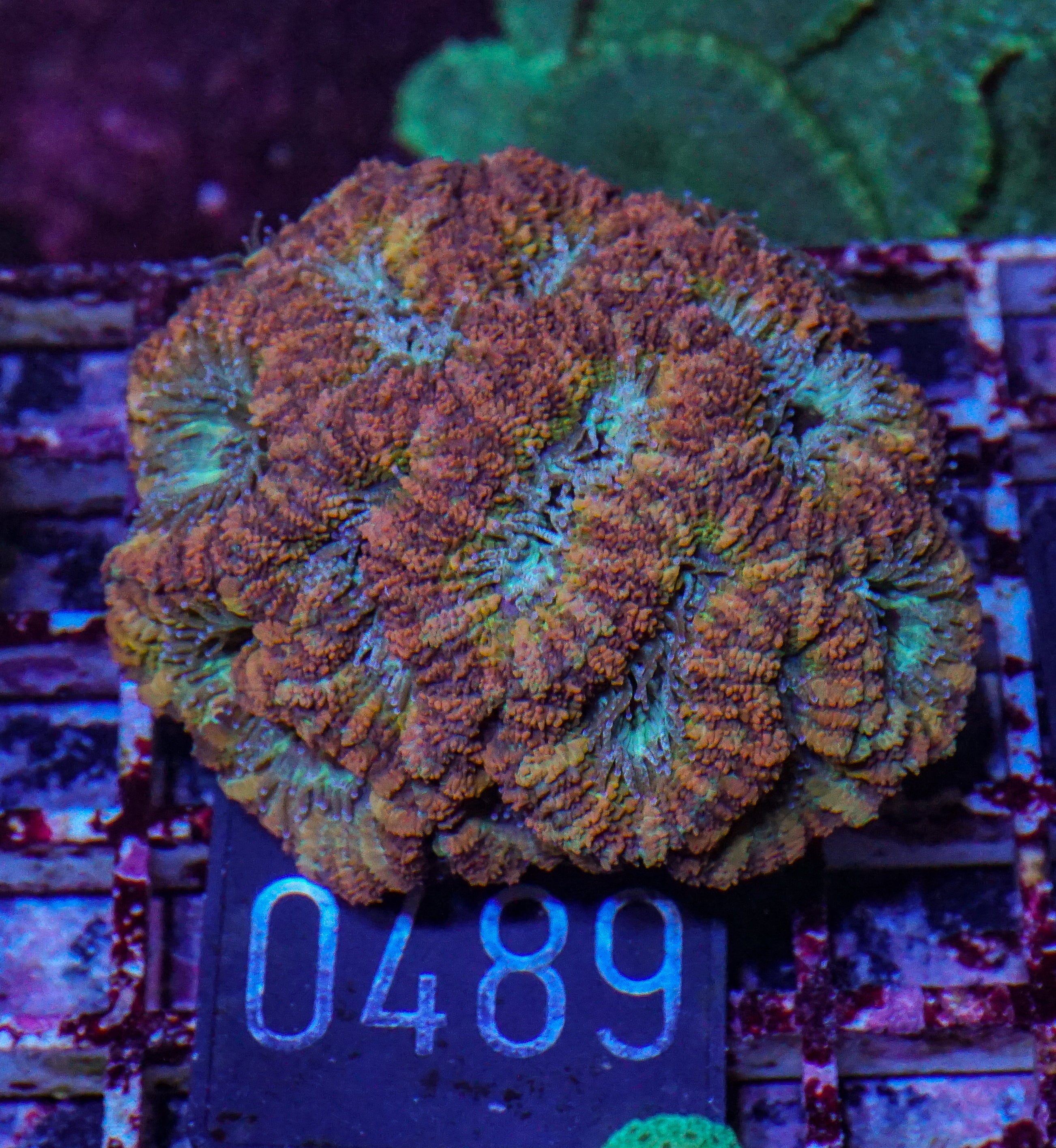 Acanthastrea/Micromussa lordhowensis