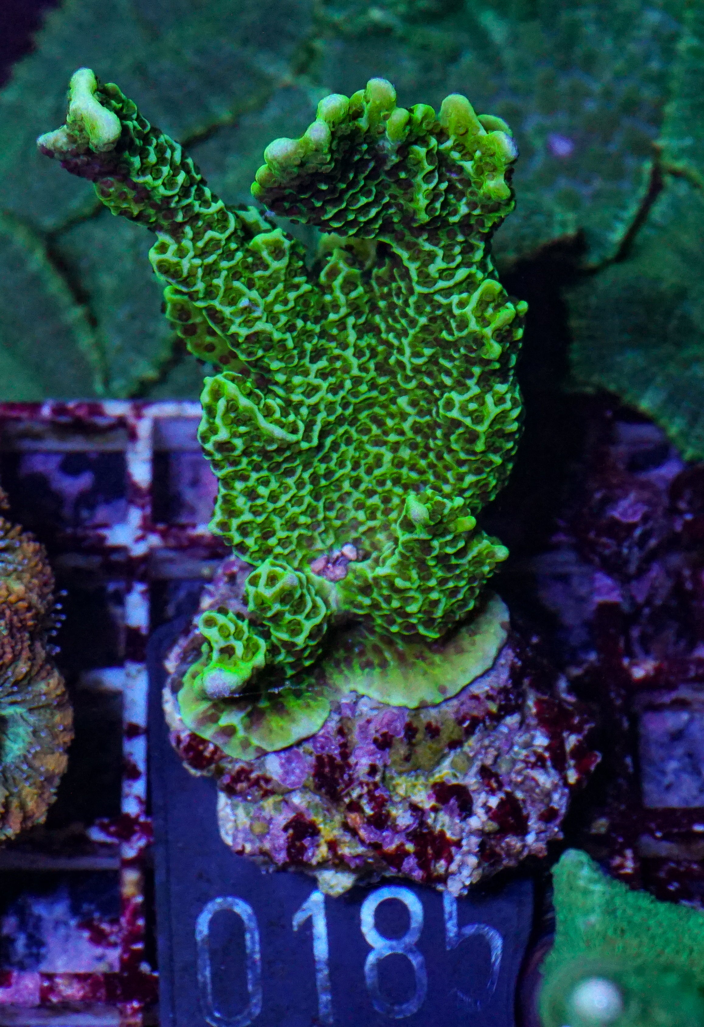 Montipora confusa