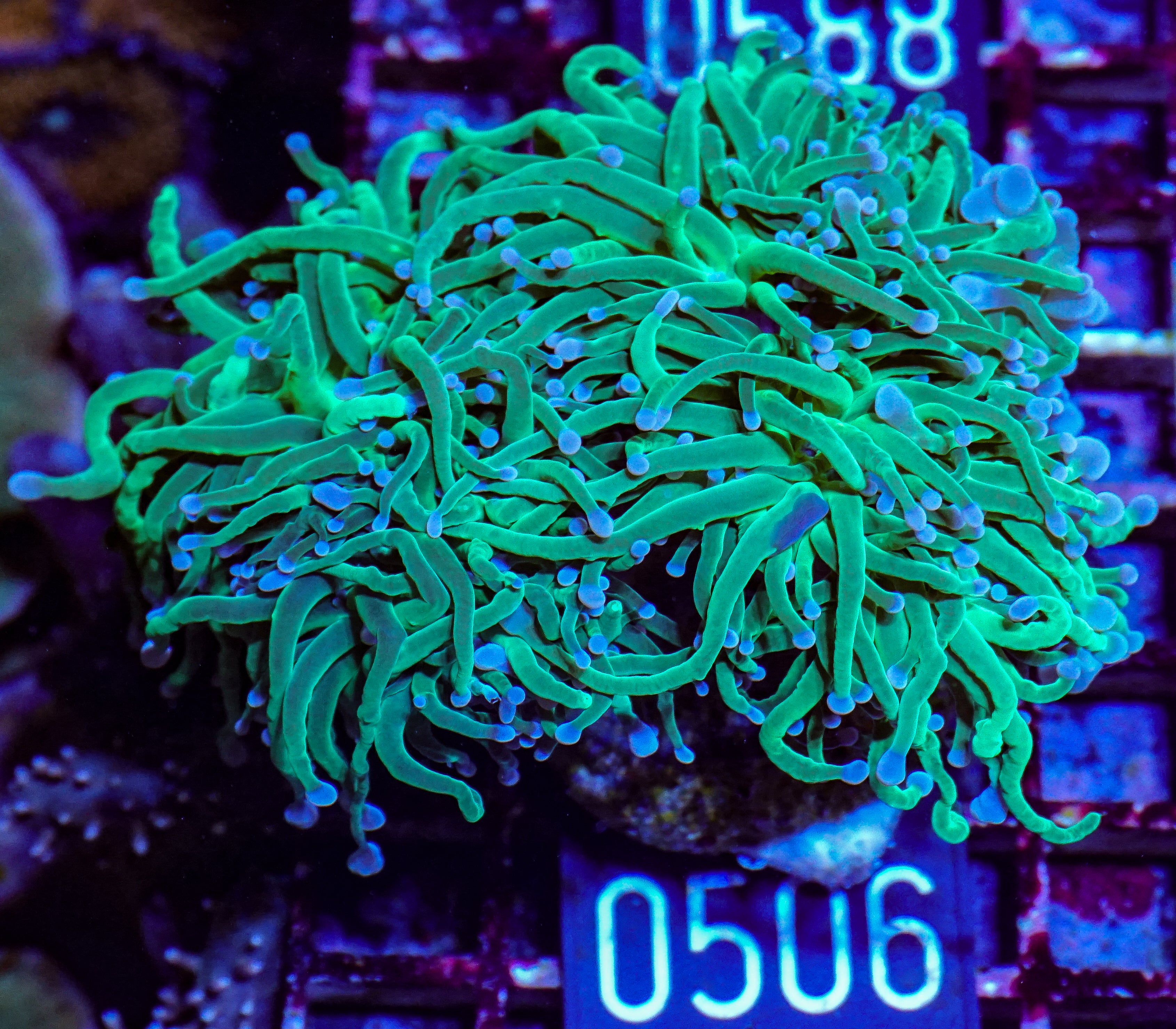 Euphyllia glabrescens "toxic green"