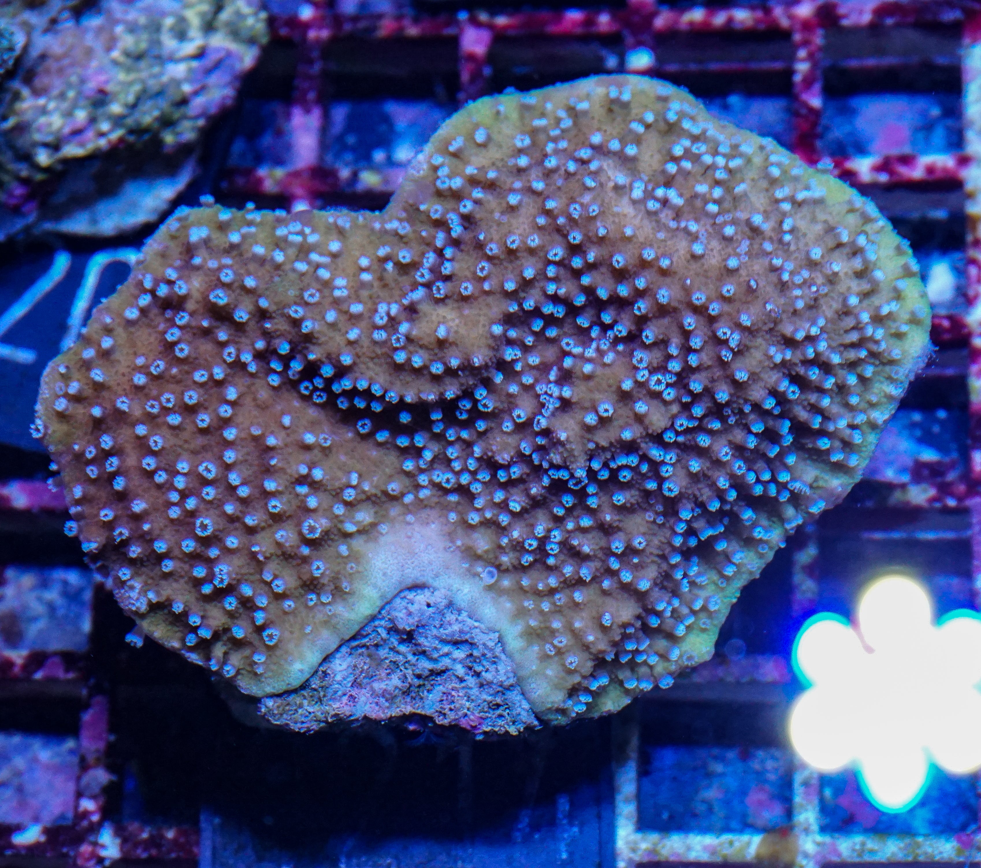 Montipora kellyi