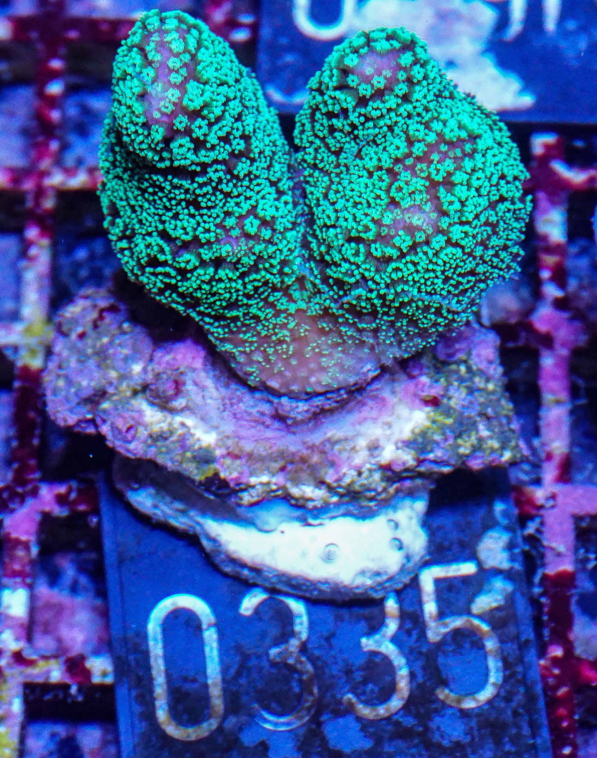 Stylophora pistillata "green"