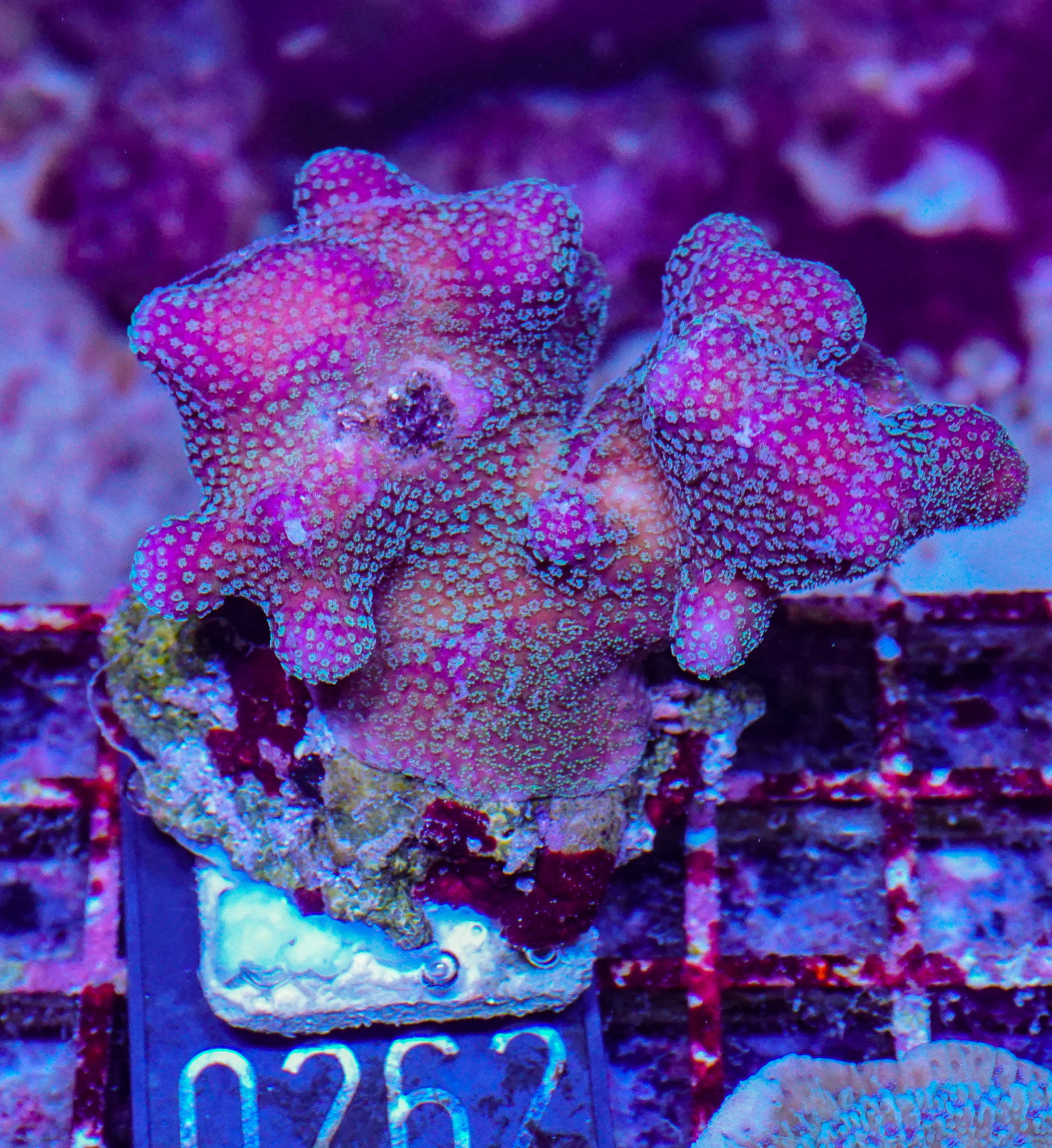 Stylophora pistillata "pink"