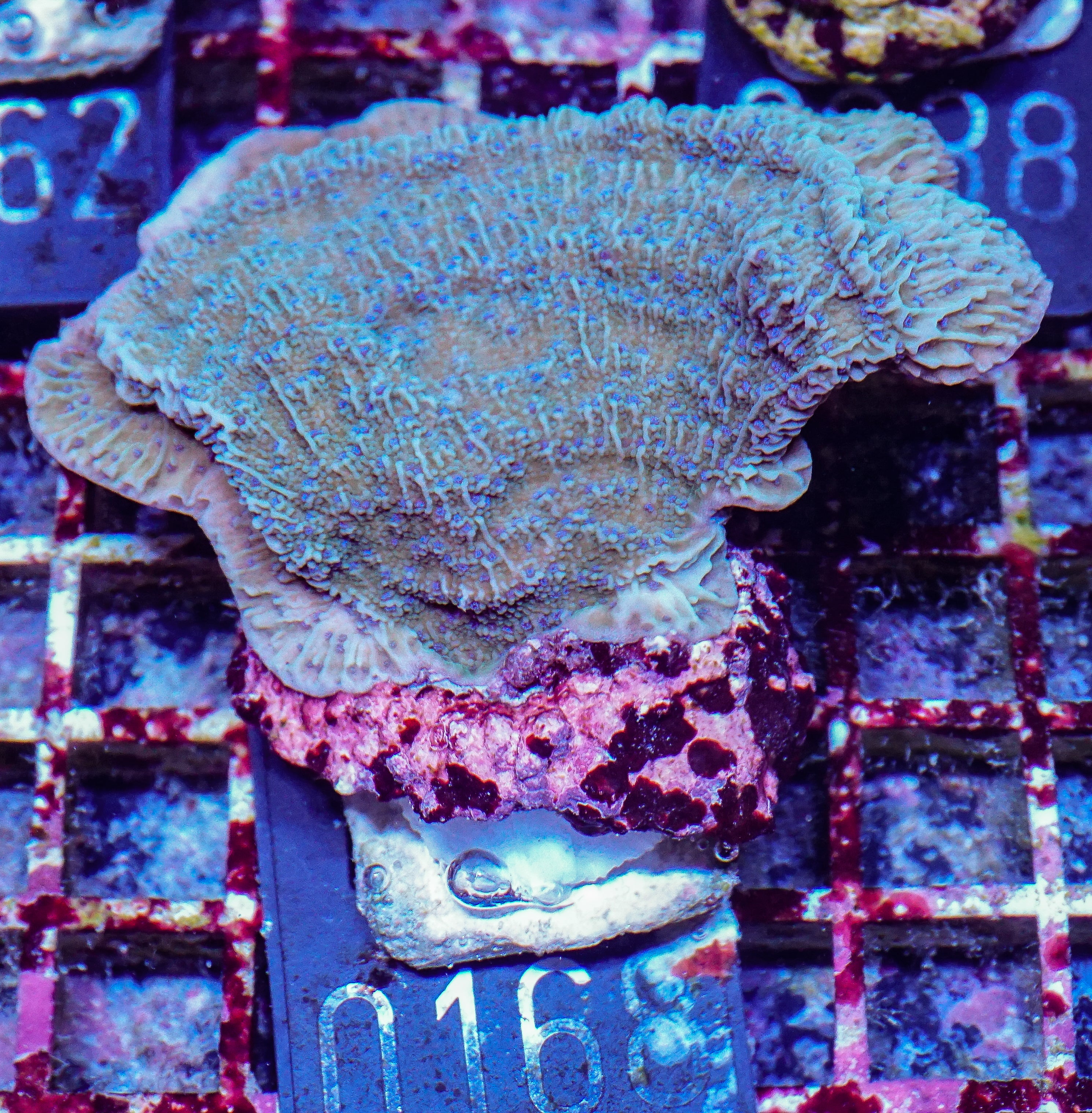 Montipora sp. purple