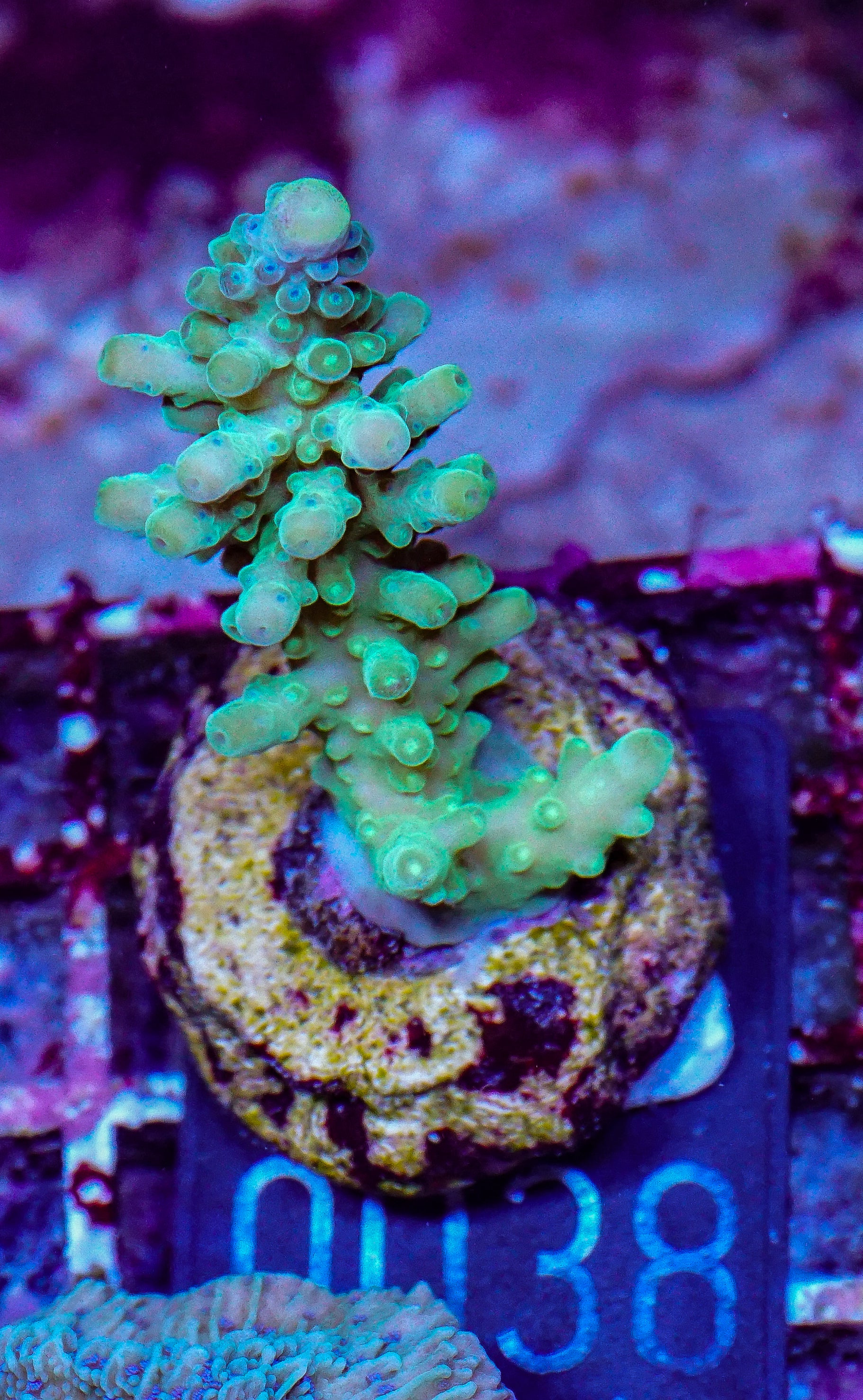 Acropora austera “golden age”