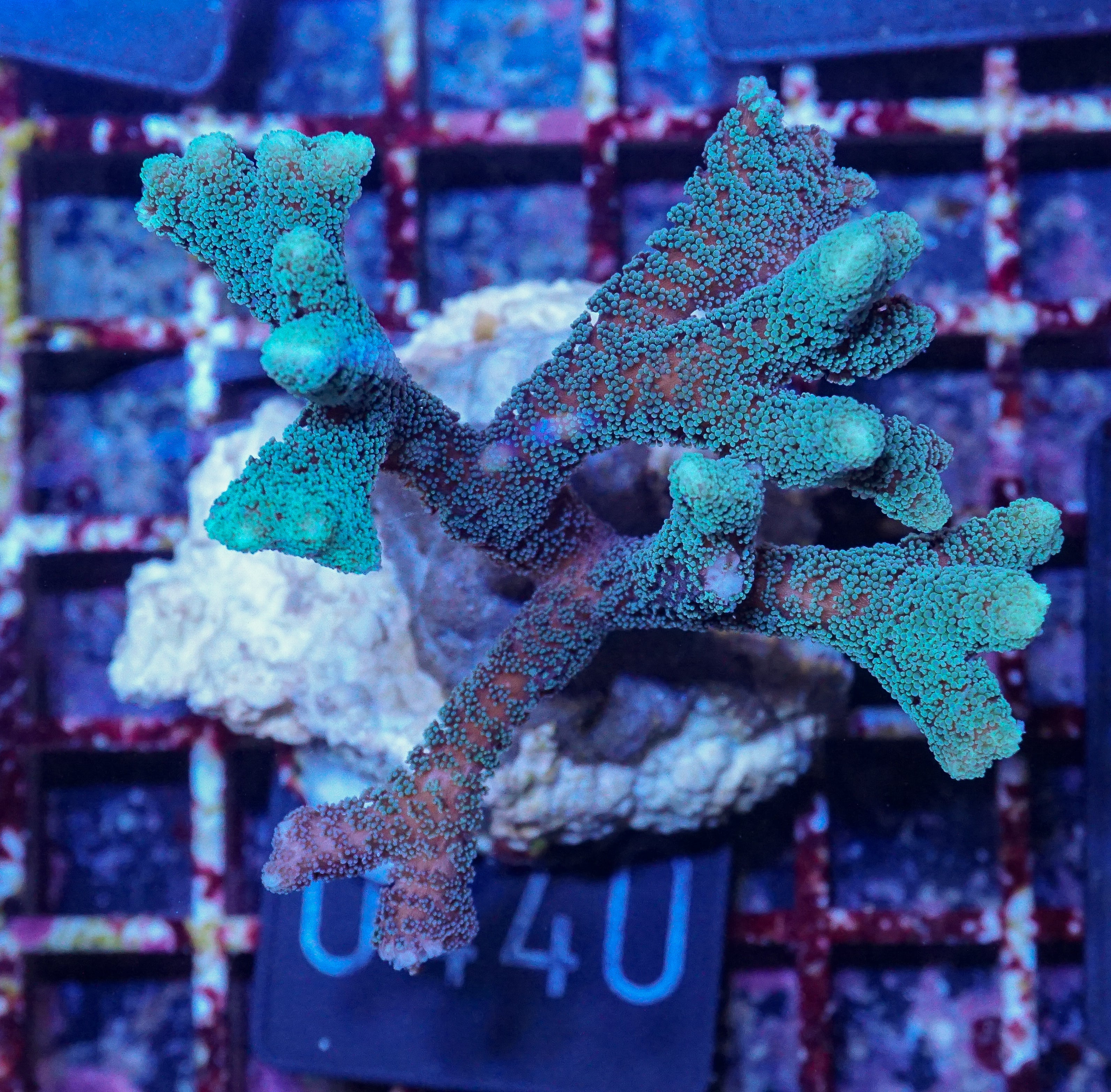 Seriatopora caliendrum "bicolor"