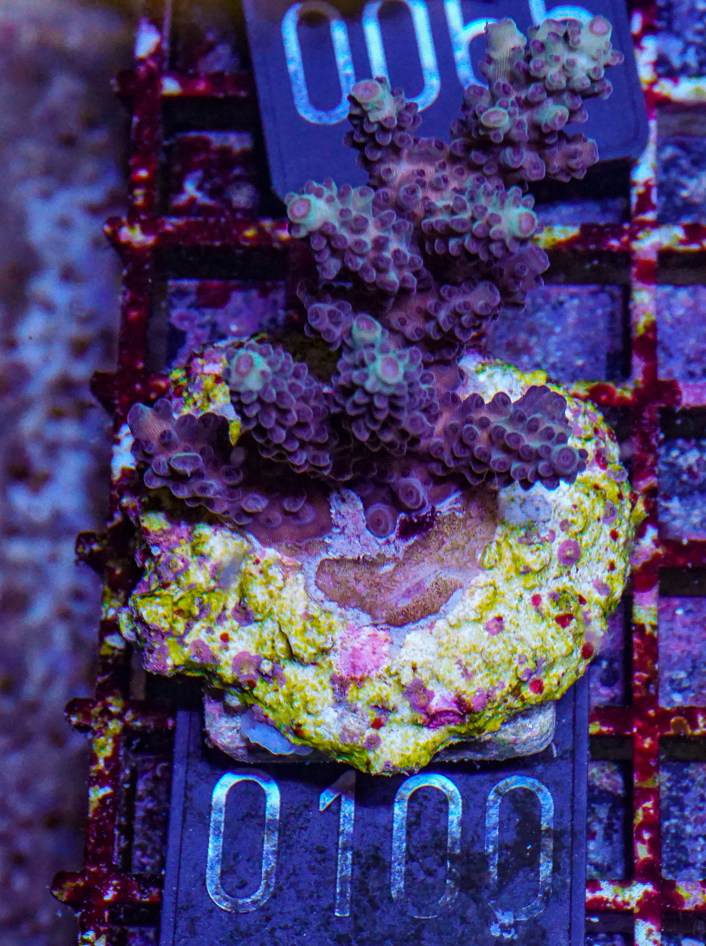 Acropora abrolhosenis “fluffy”