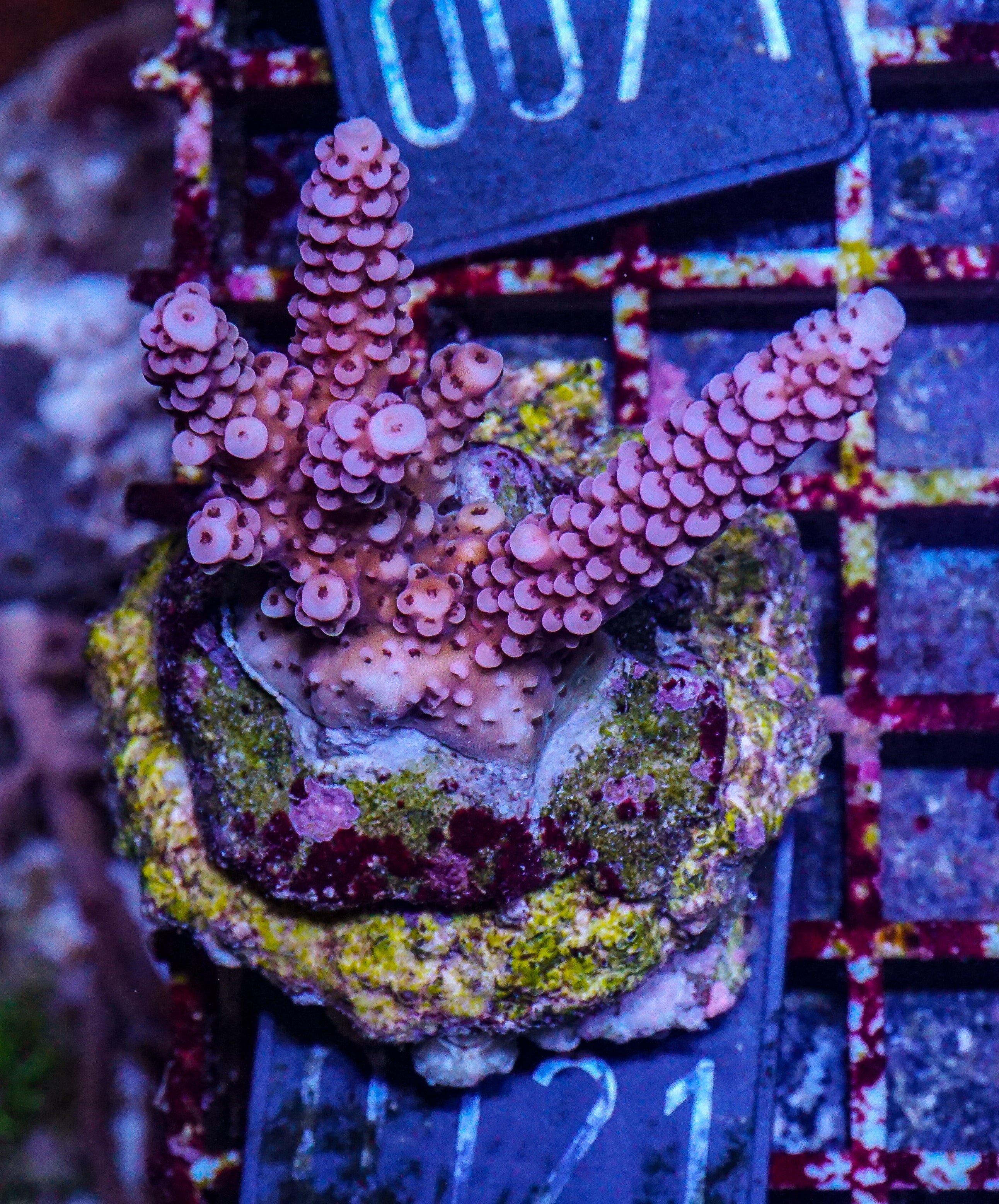 Acropora vermiculata “red jacket”