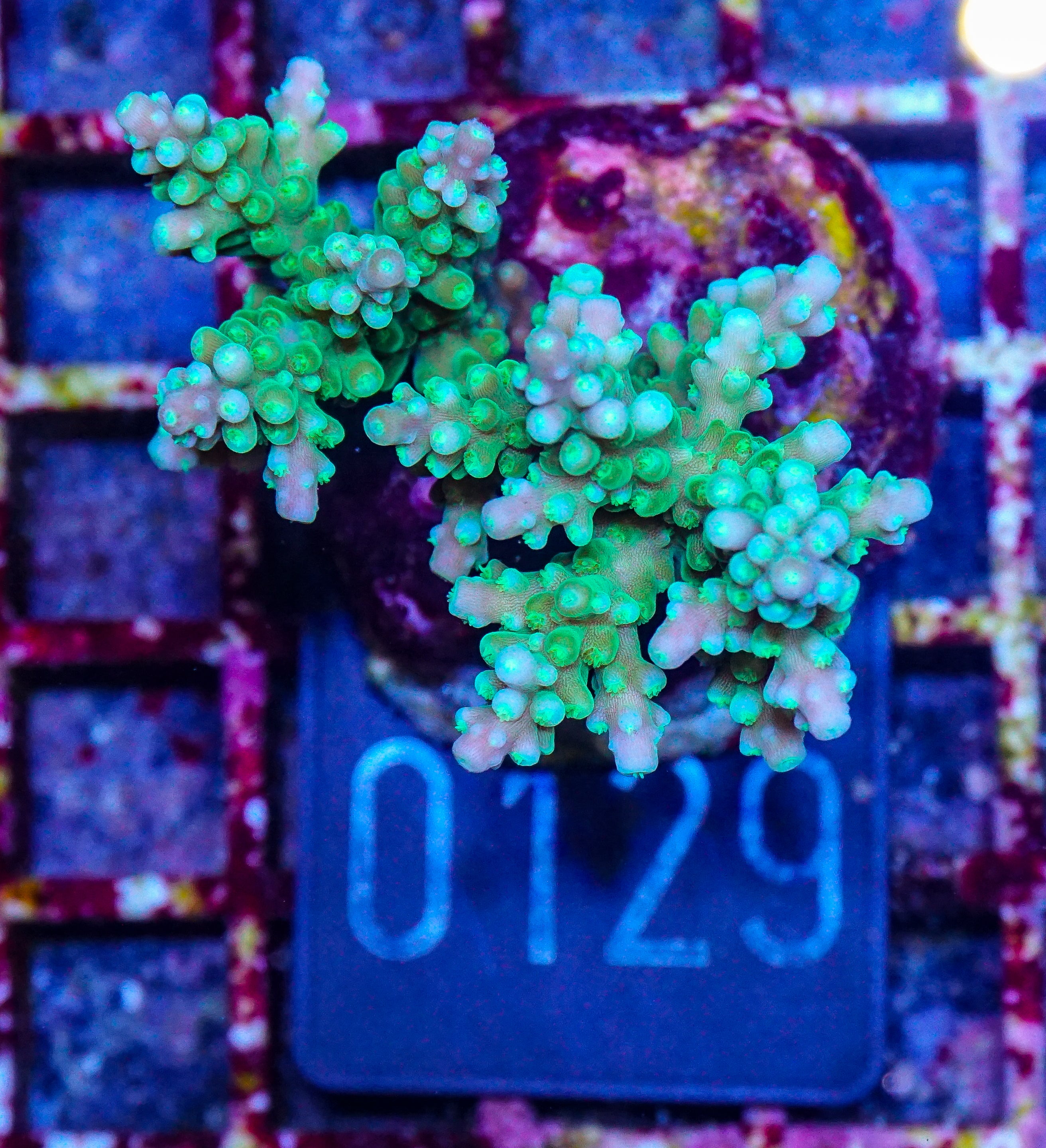 Acropora tortuosa "turquoise"