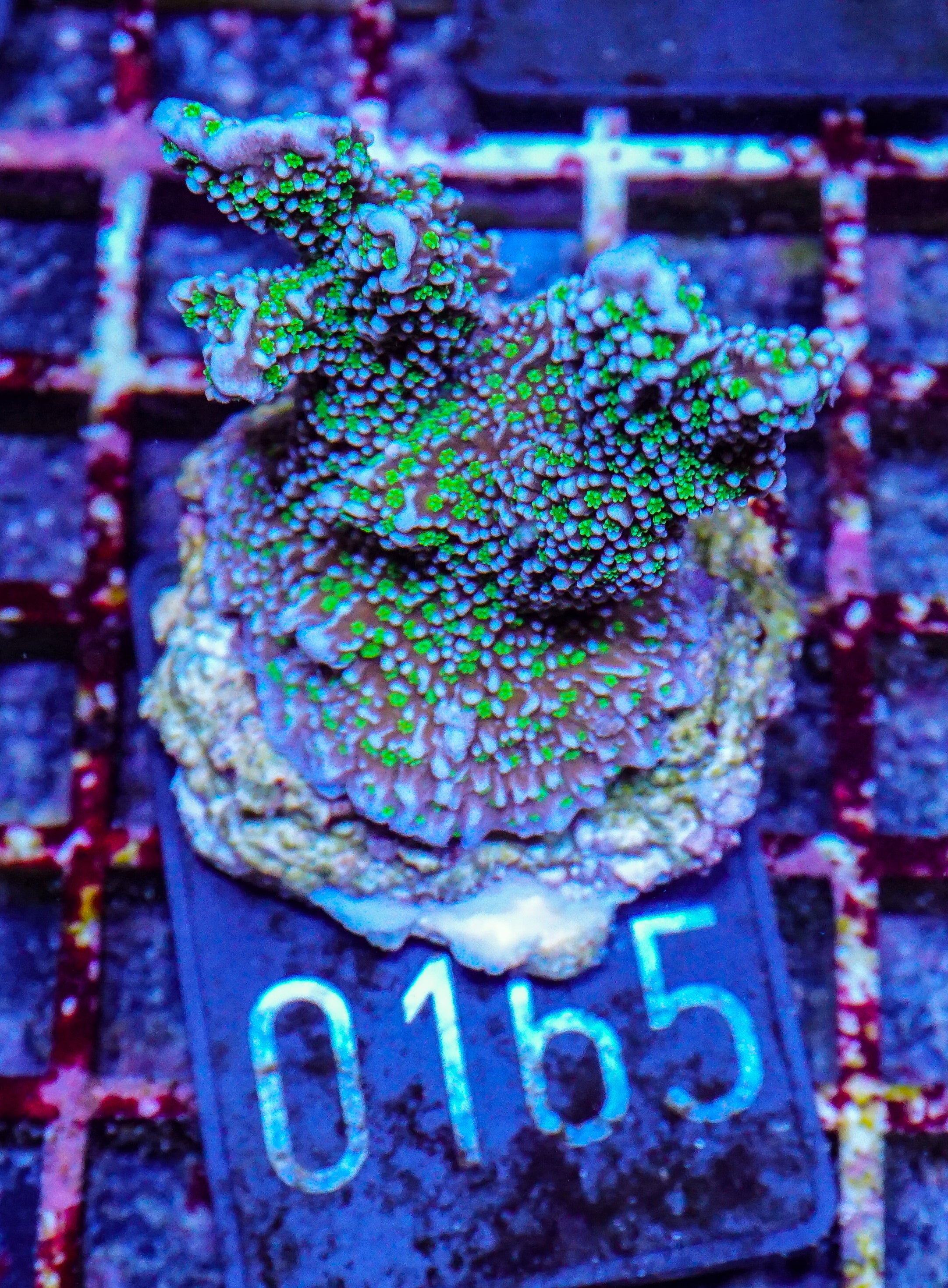 Montipora carinata “Star Wars”