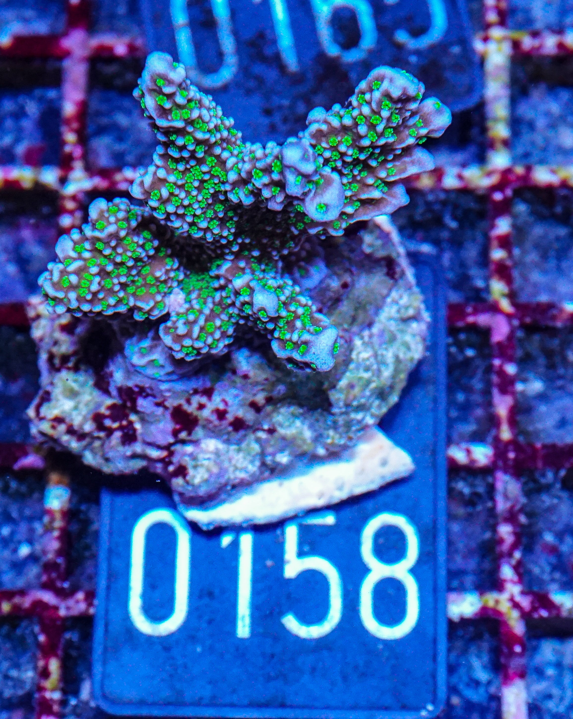 Montipora carinata “Star Wars”