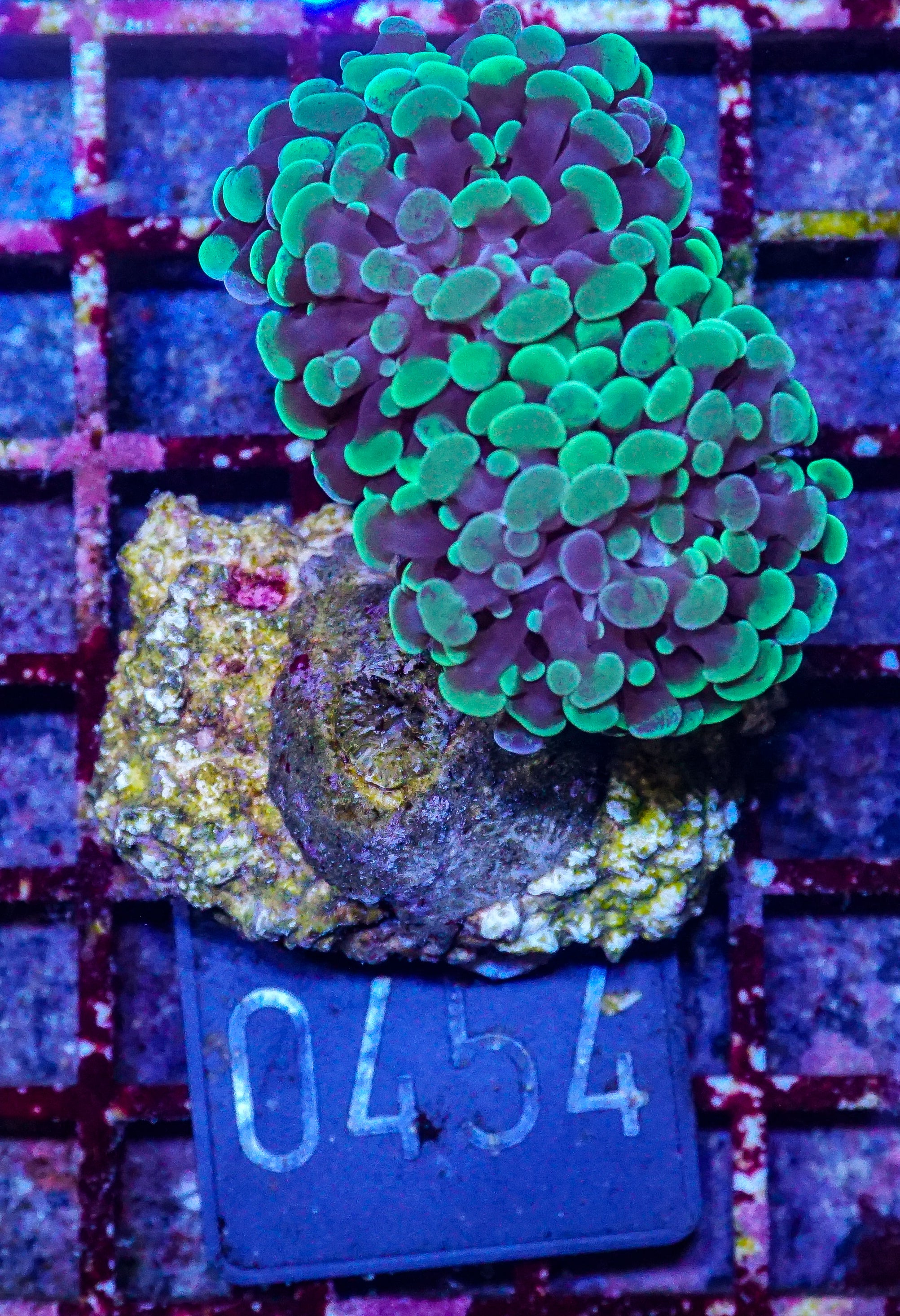Euphyllia/Fimbriaphyllia paraancora