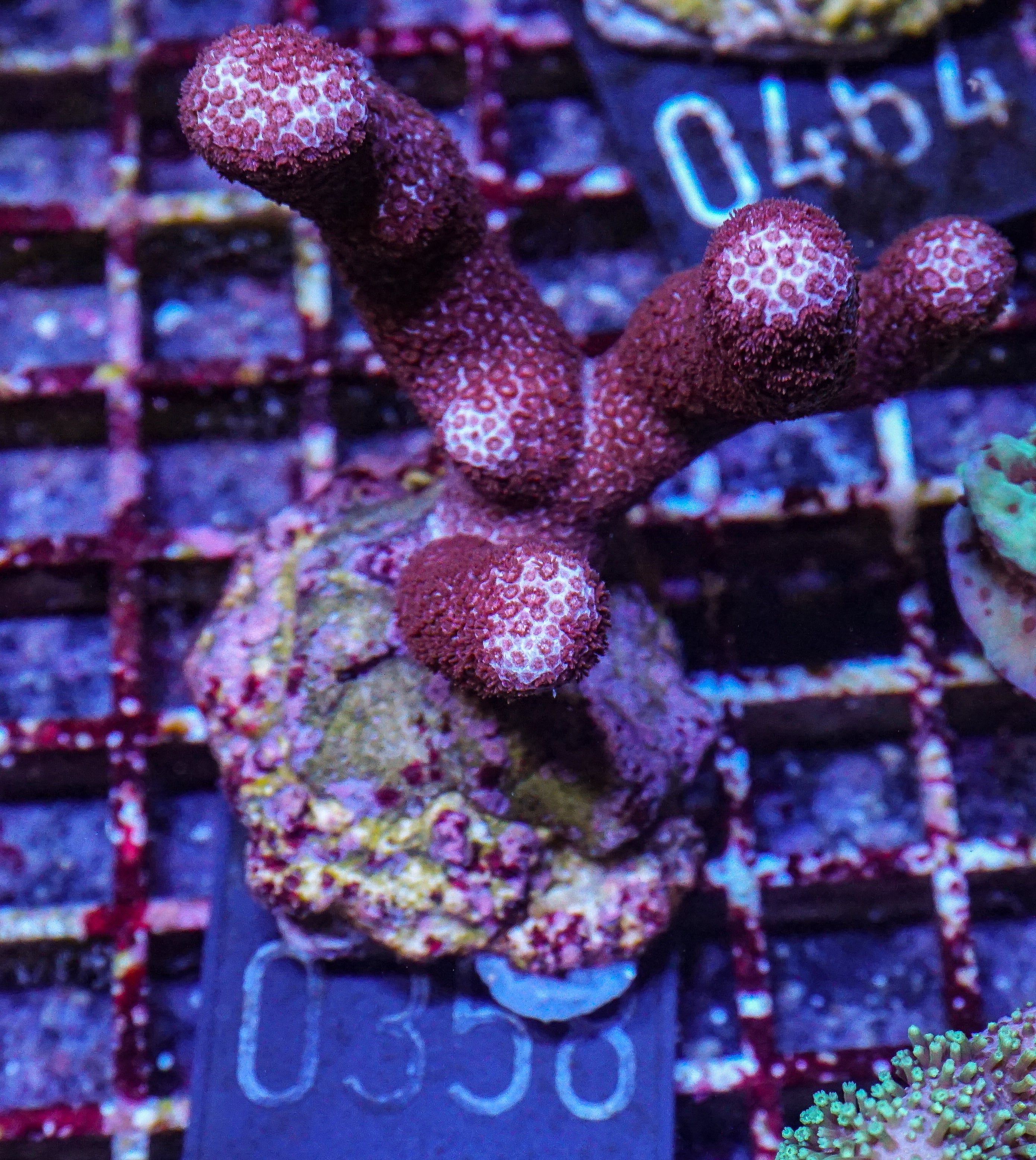 Porites sp. "Château Lafite"