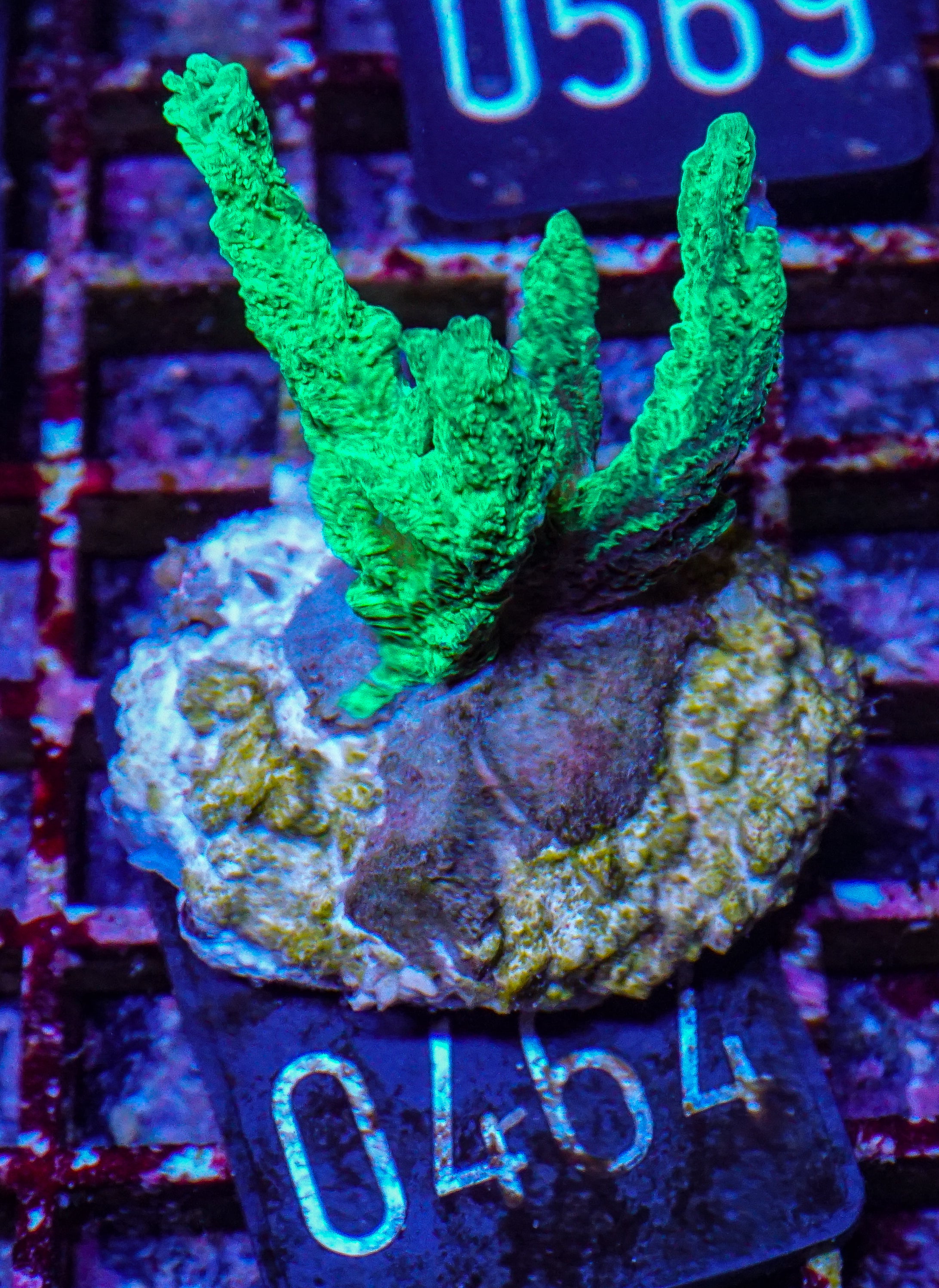 Hydnophora rigida "ultra"