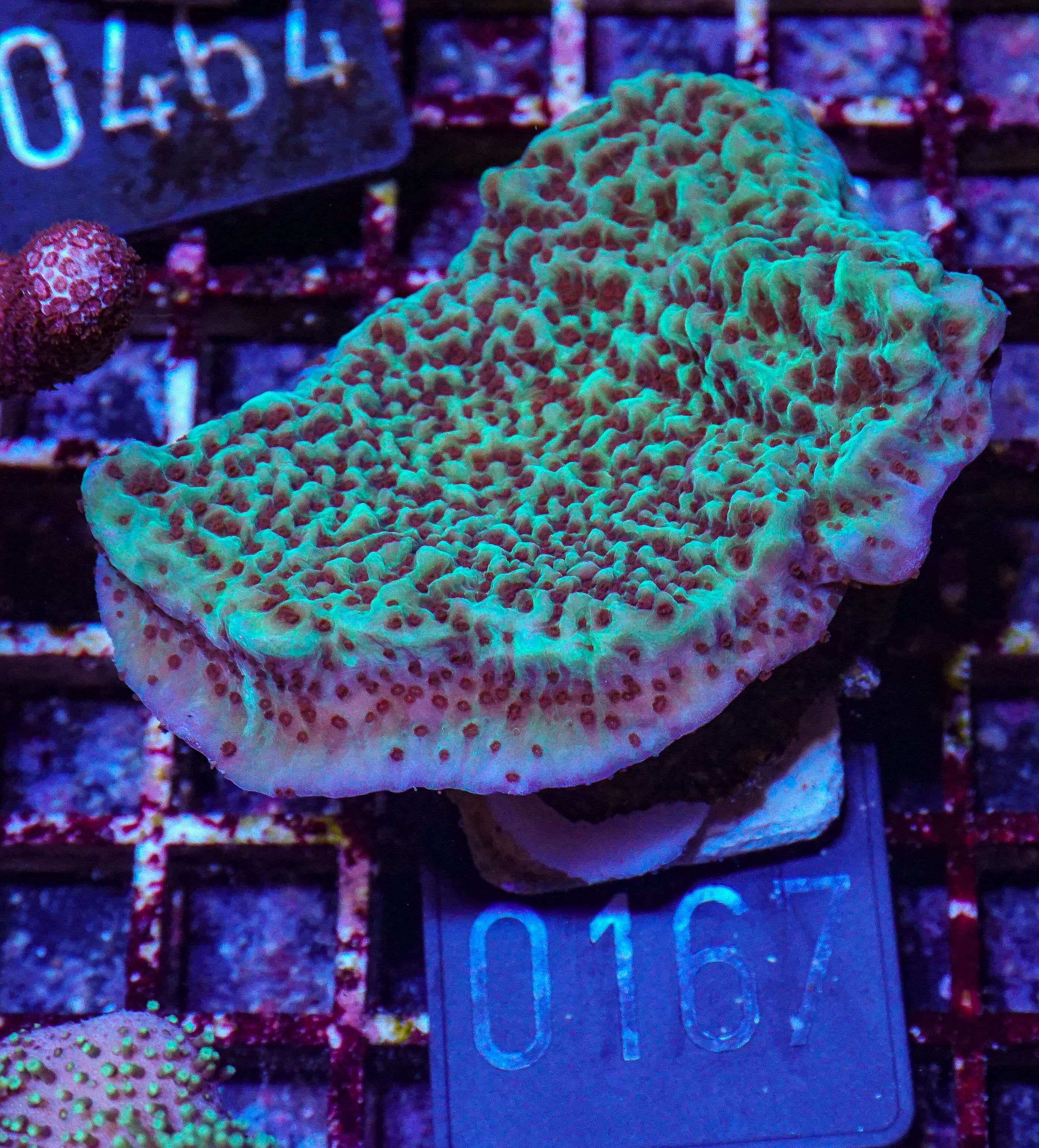 Montipora undata/danae "red"
