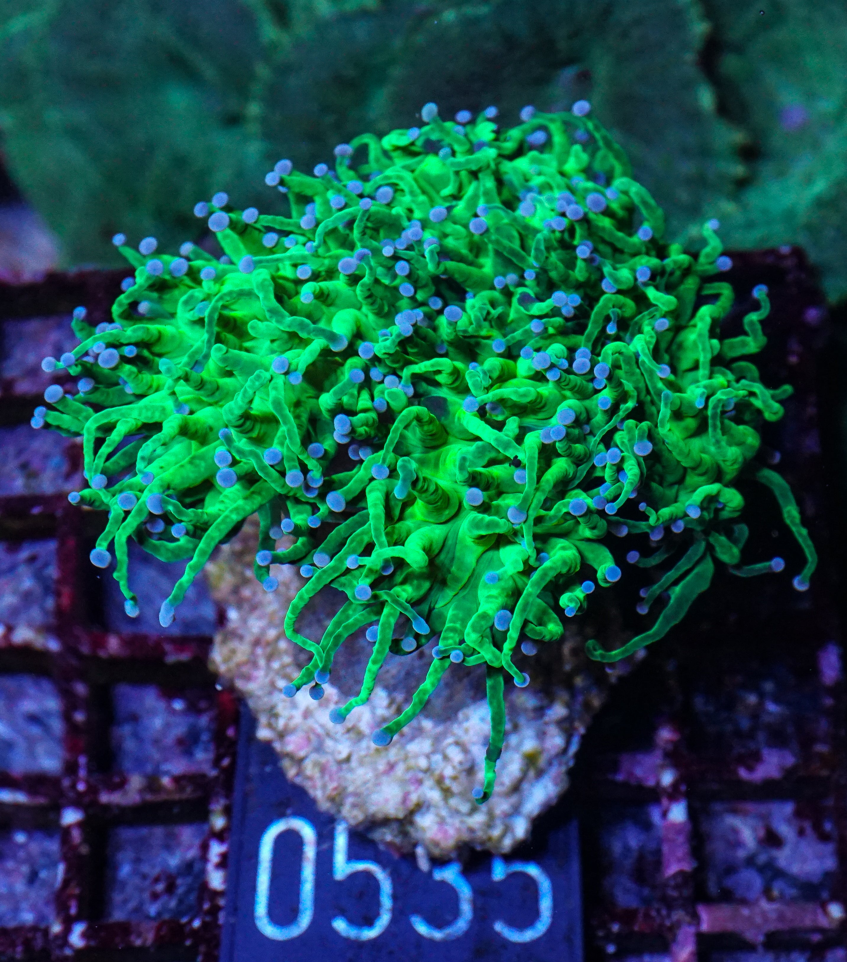 Euphyllia glabrescens "toxic green" ultra