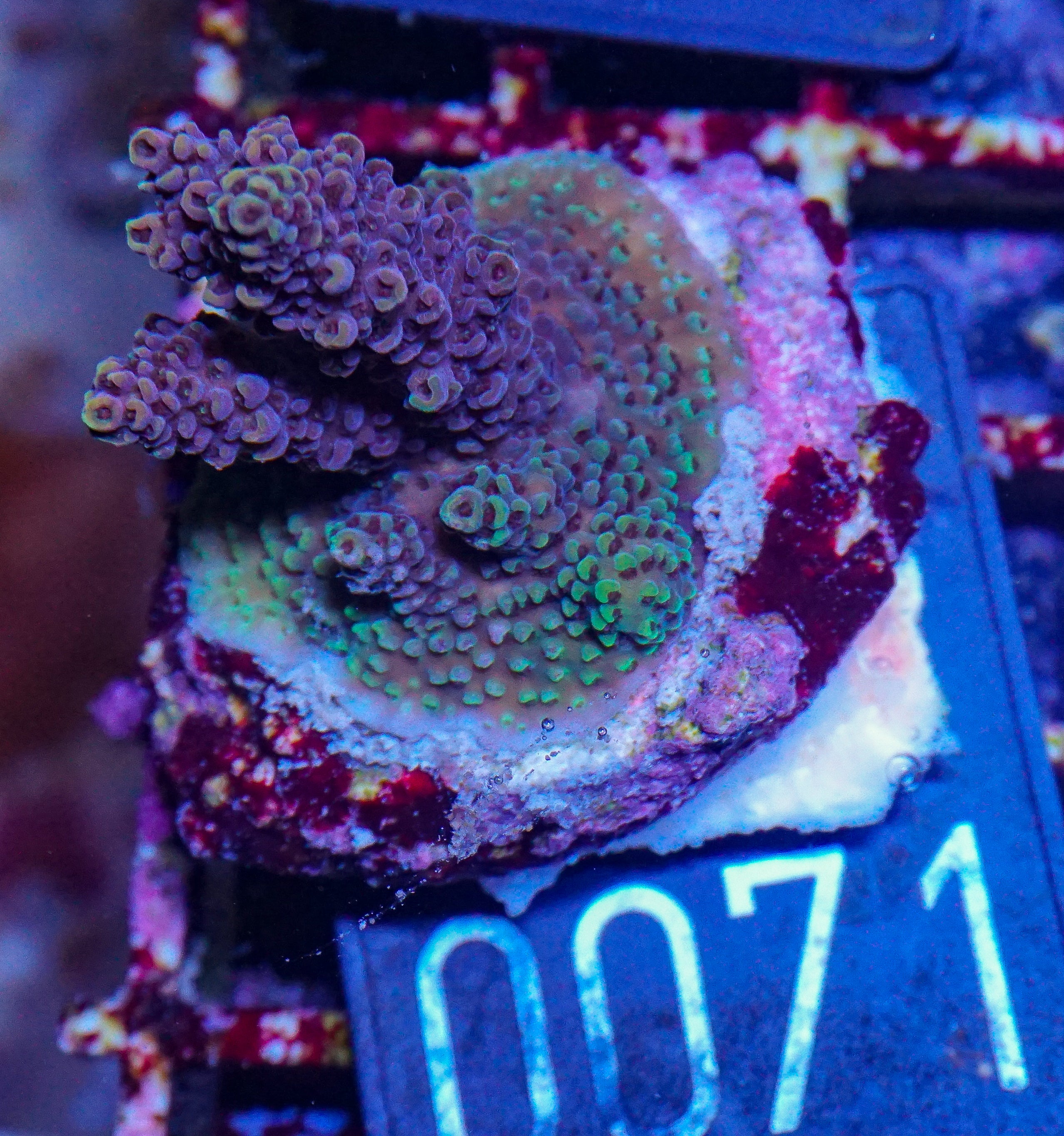 Acropora hyacinthus "pink lady"