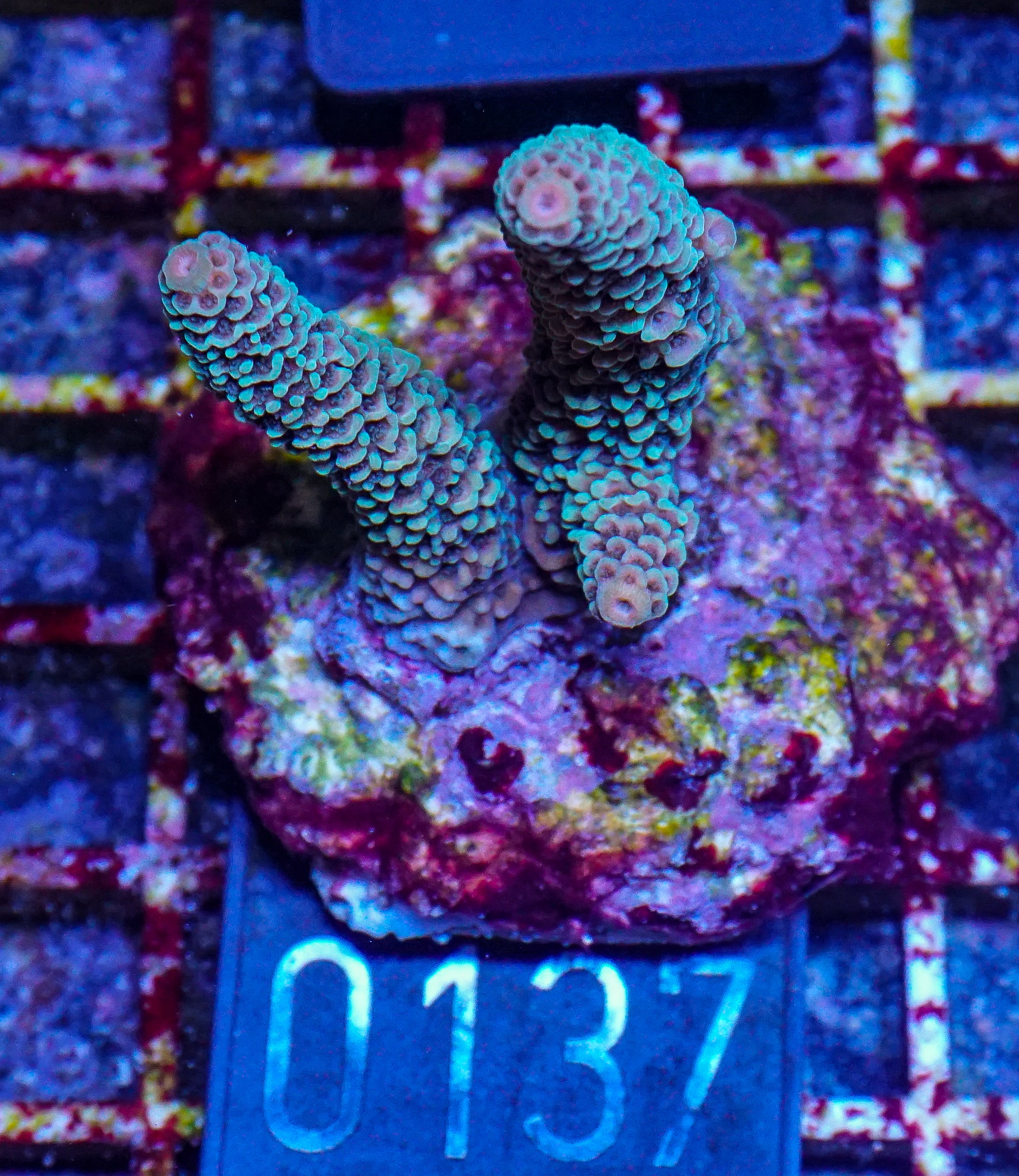 Acropora spathulata “jungle thief”