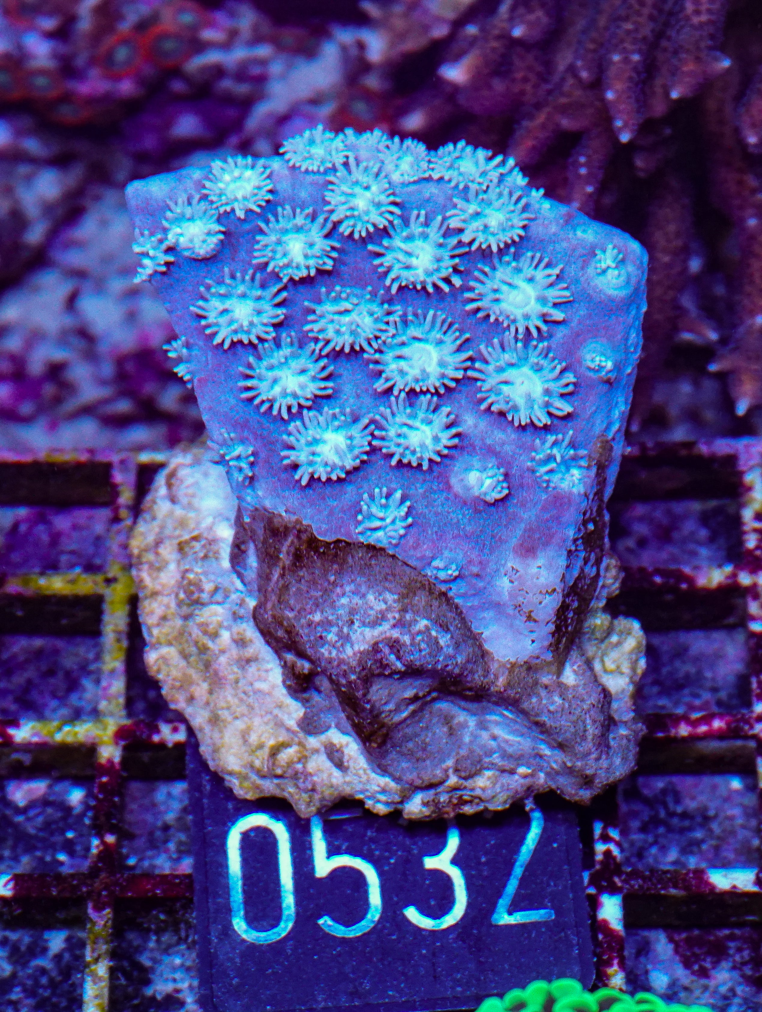 Duncanopsammia axifuga “Bearded Coral”
