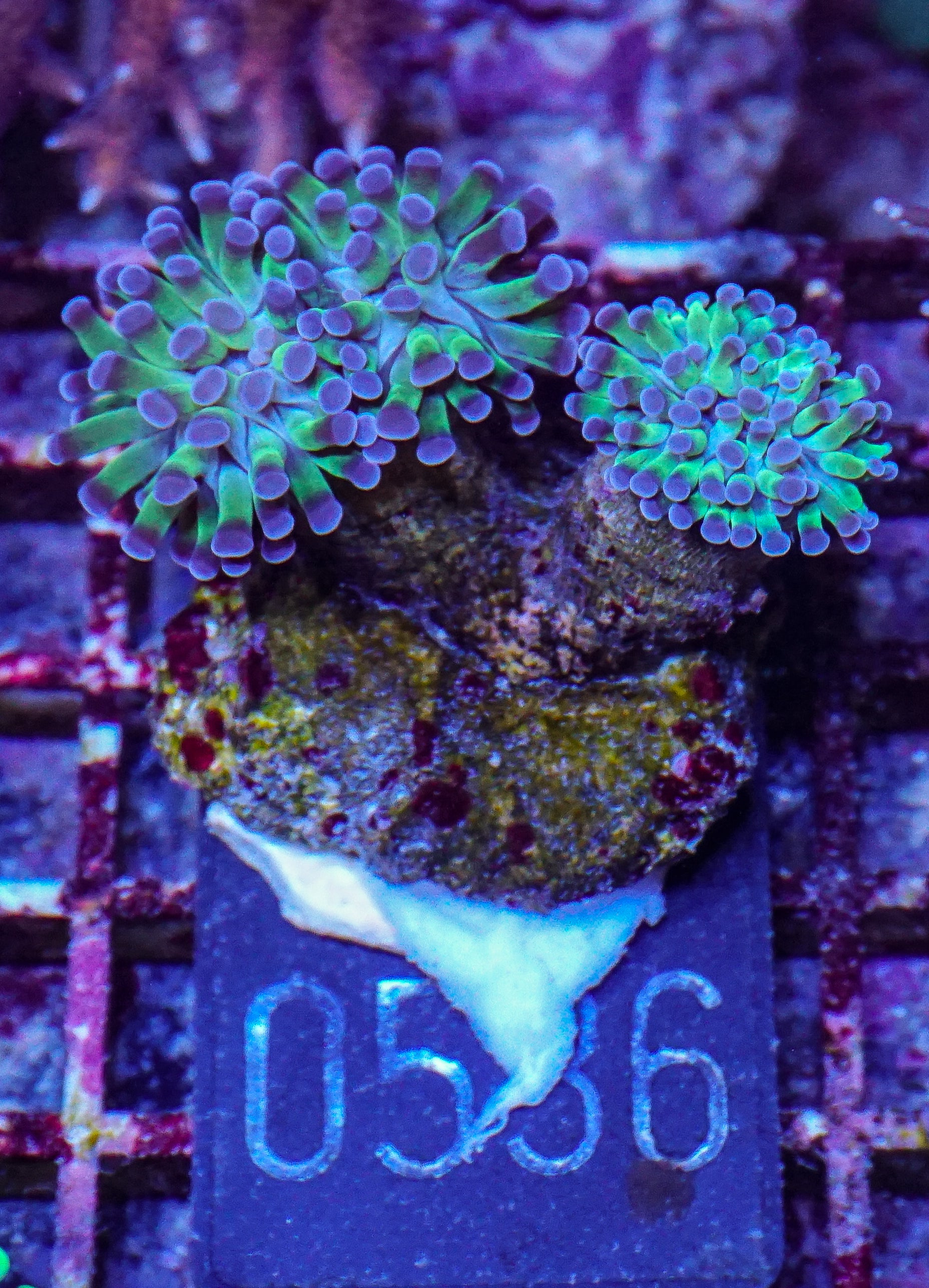 Euphyllia/Fimbriaphyllia paraancora