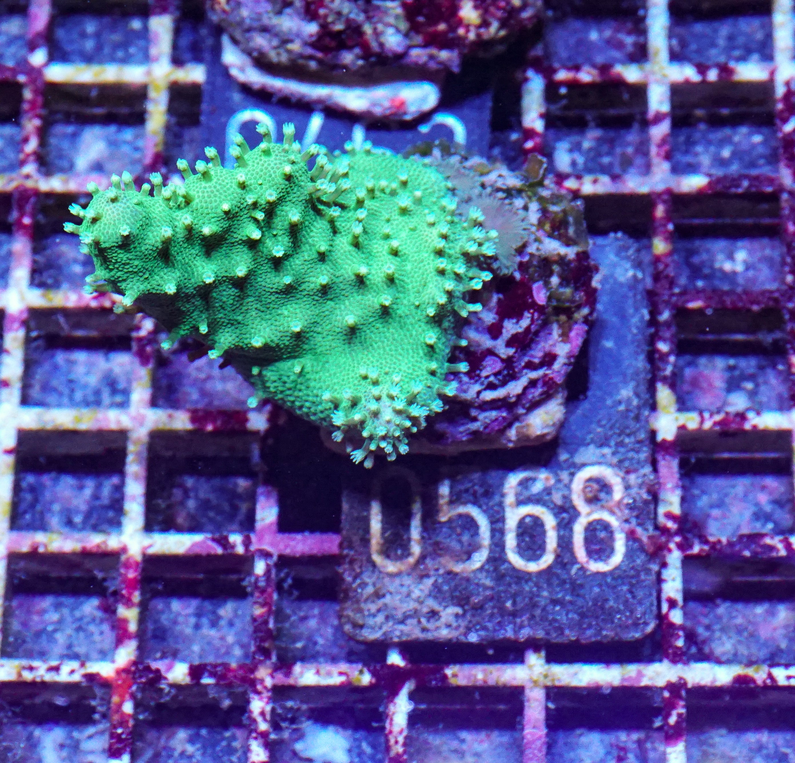 Lobophytum sp. "green"