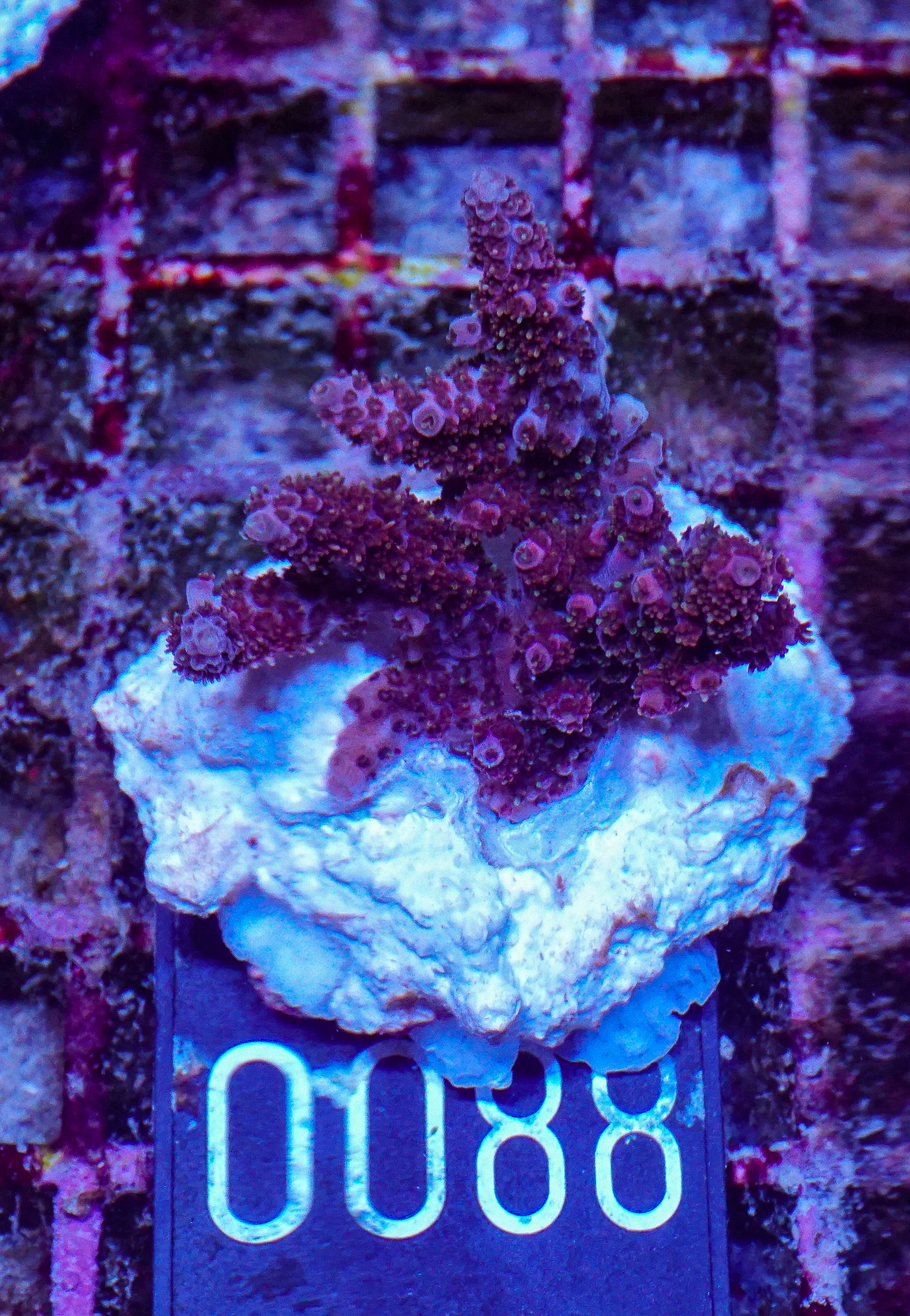 Acropora hyacinthus "pink lady"