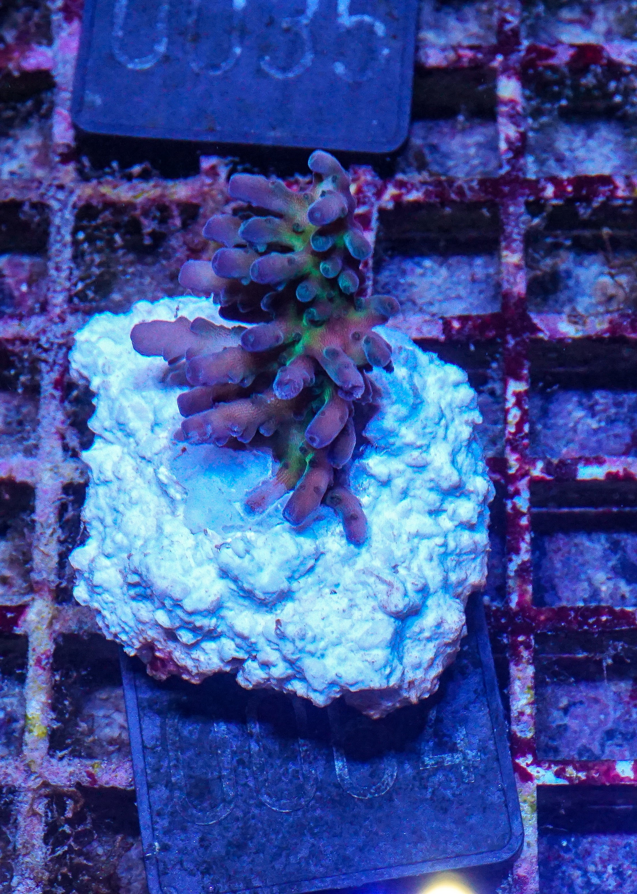Acropora tortuosa "turquoise"
