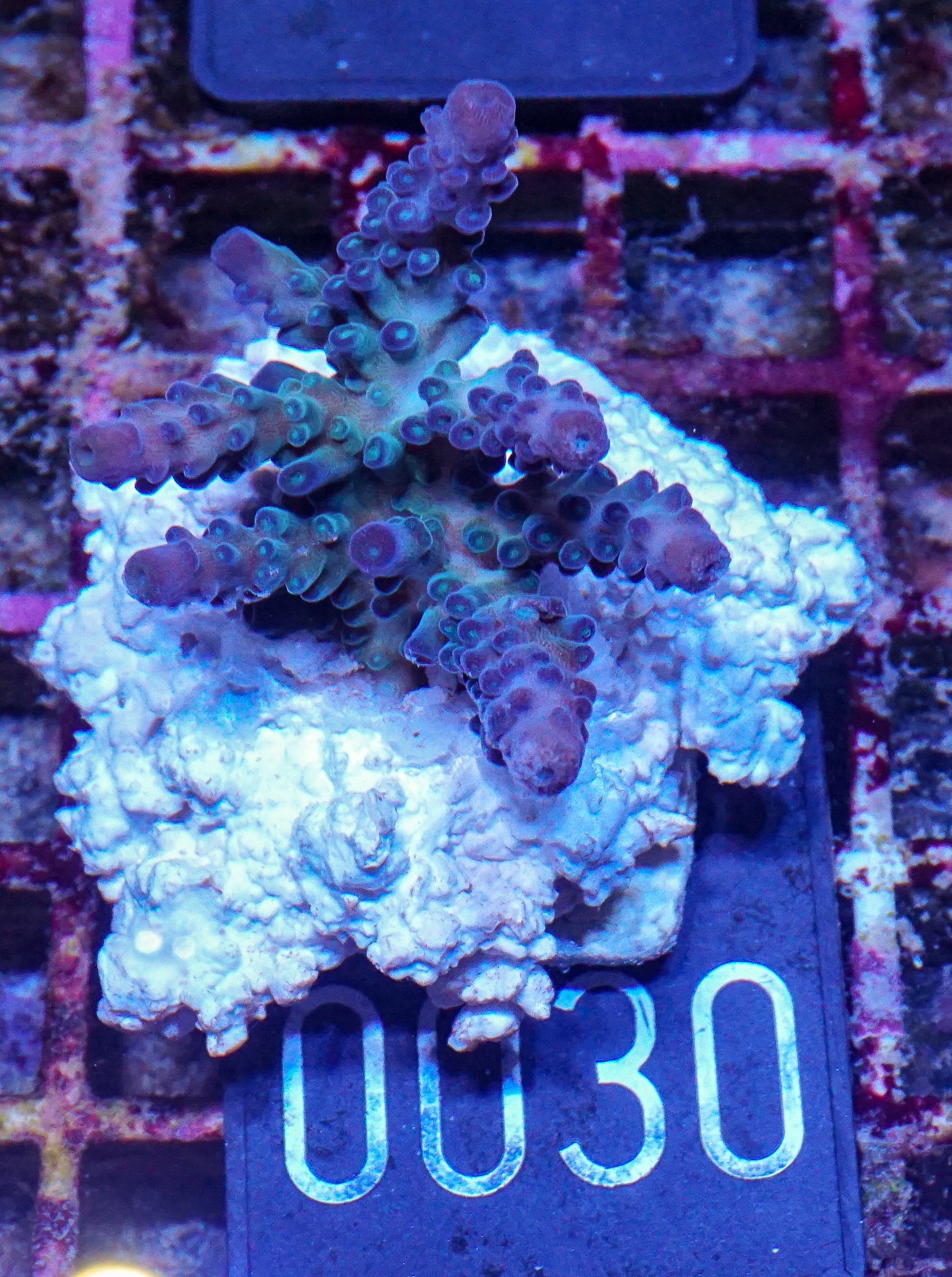 Acropora tortuosa "turquoise"