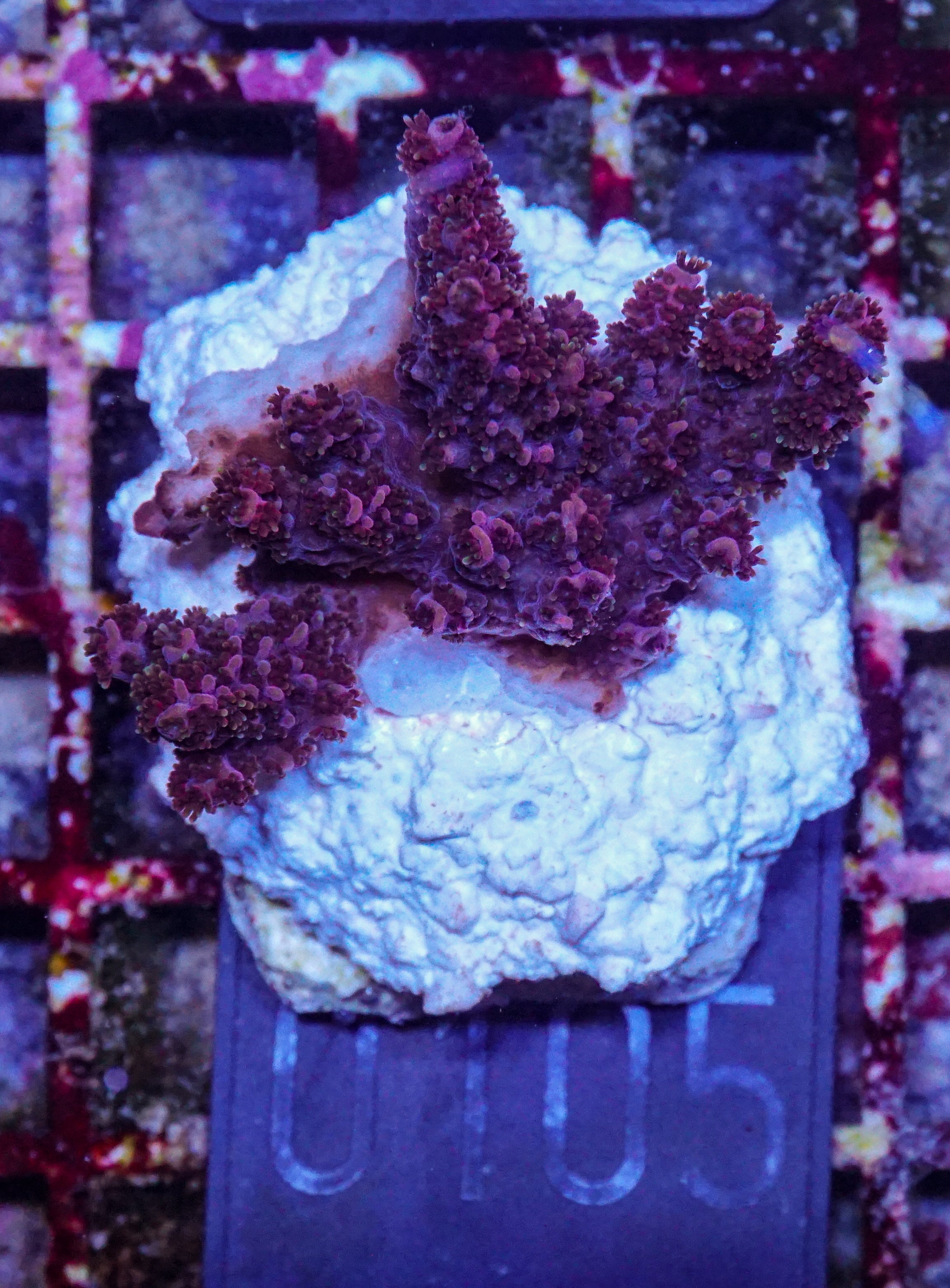 Acropora hyacinthus "pink lady"