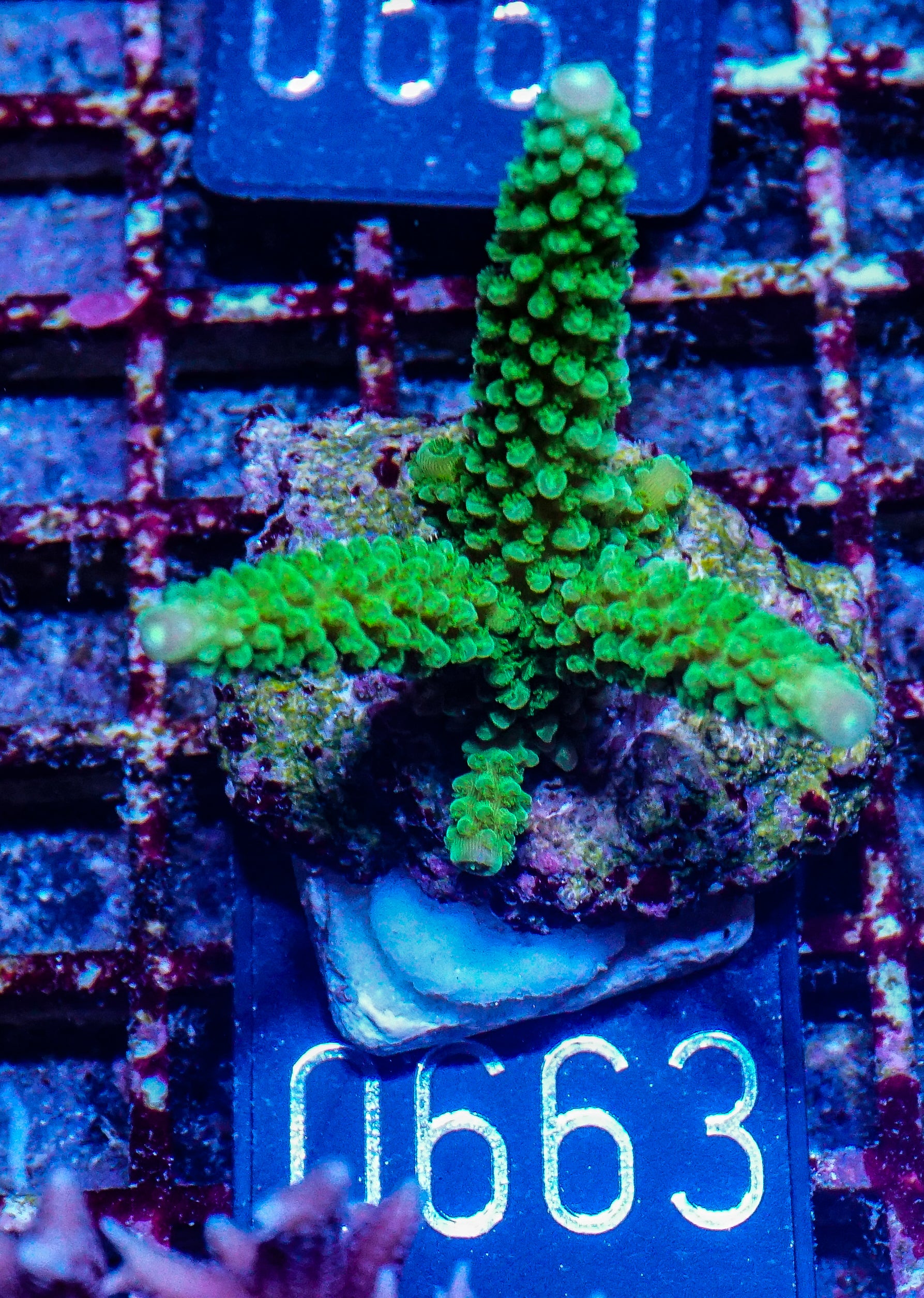 Acropora tumida "Enzmann"