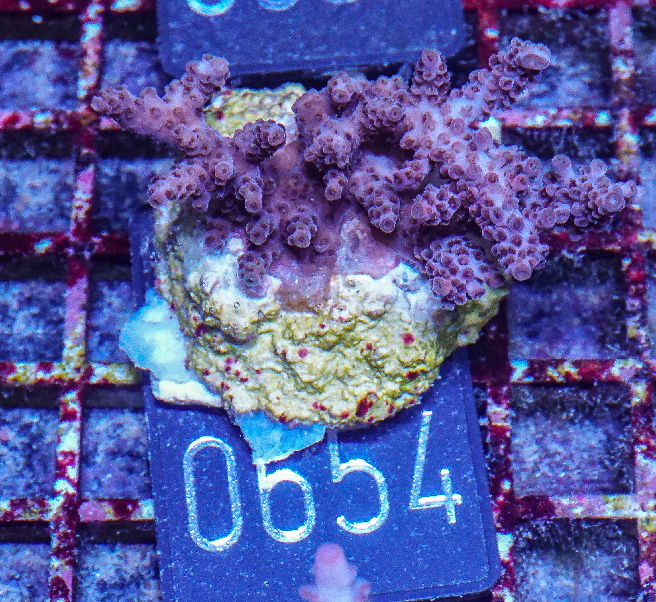 Acropora hyacinthus "pink lady"