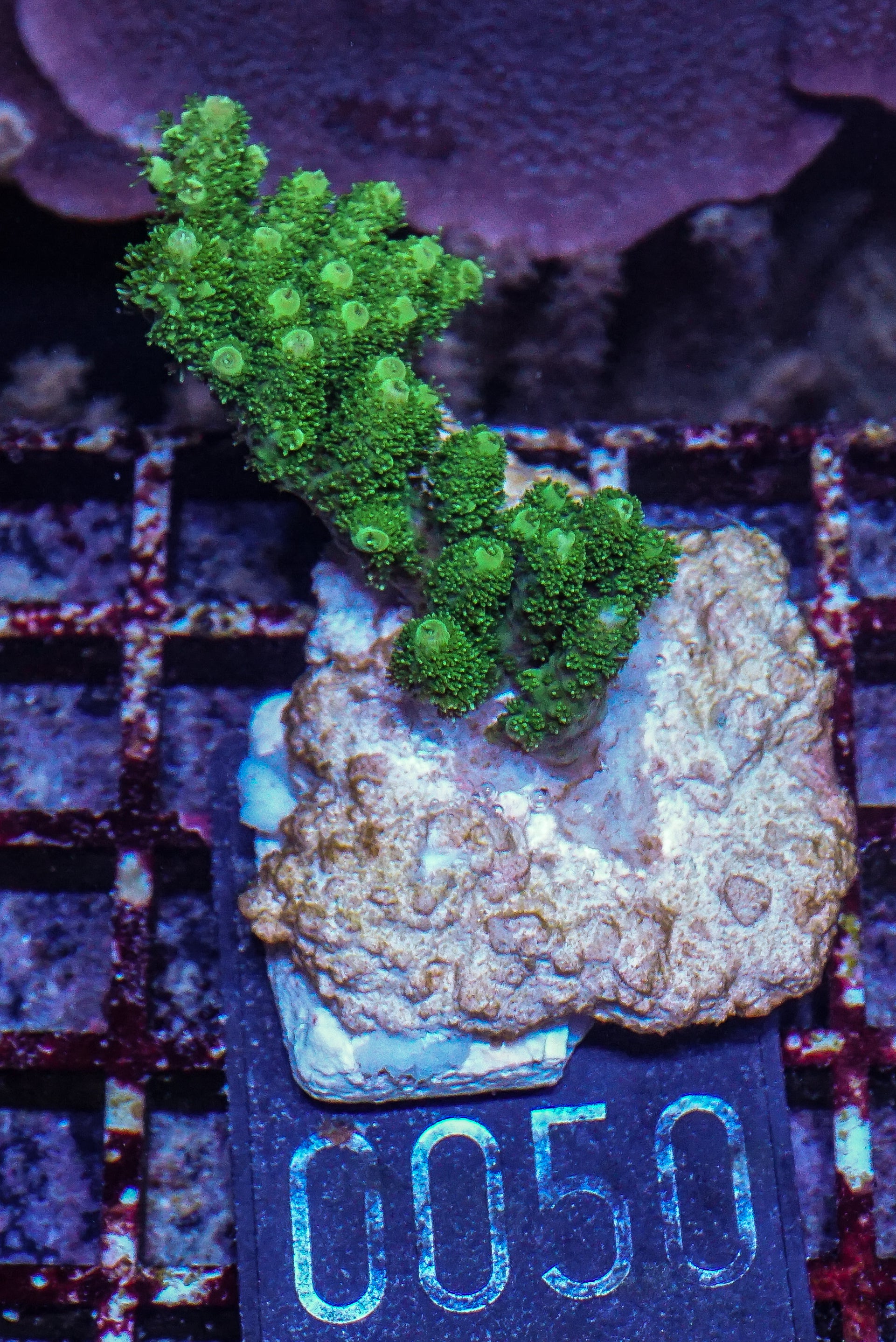 Acropora hyacinthus “green forest”