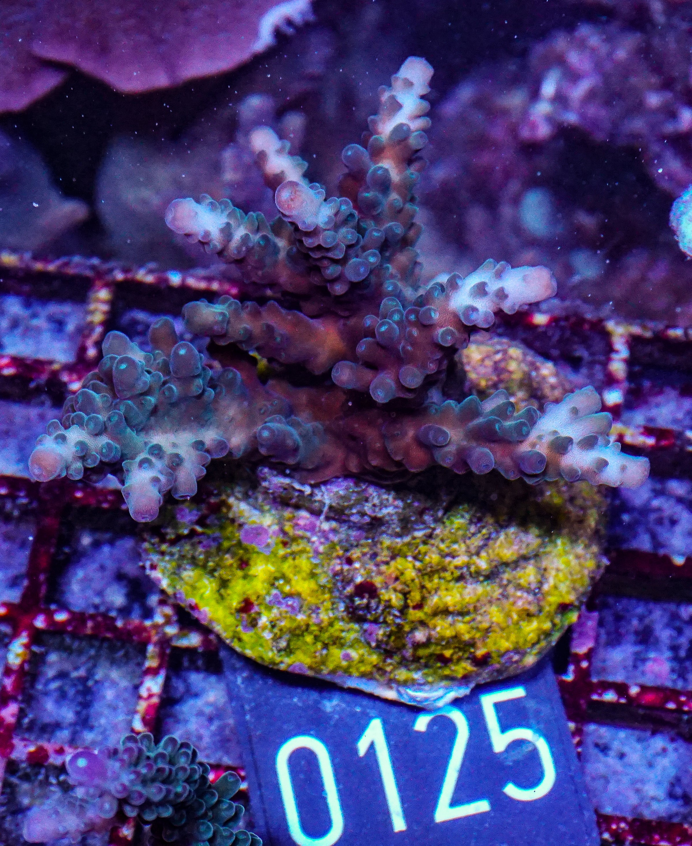 Acropora tortuosa "turquoise"