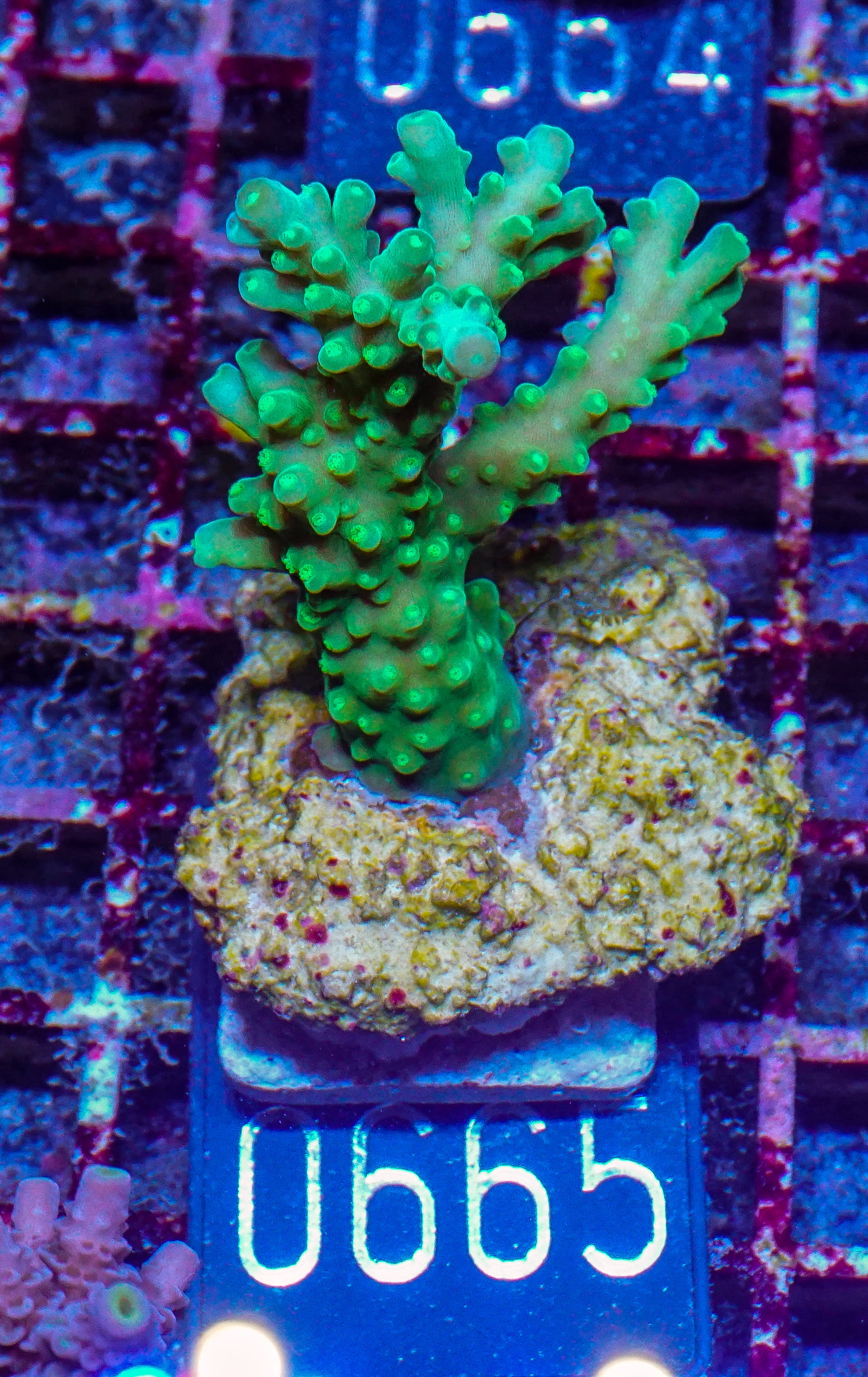 Acropora austera “golden age”
