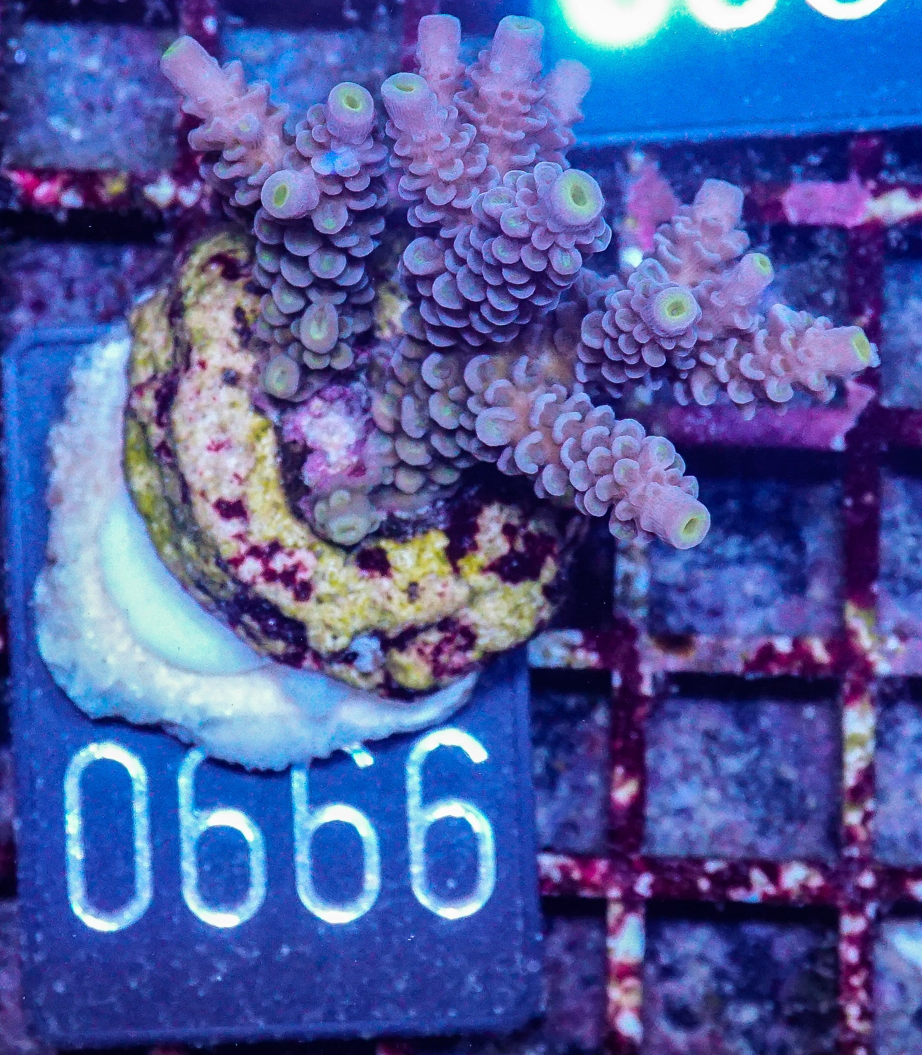 Acropora tenuis “Walt Disney art”